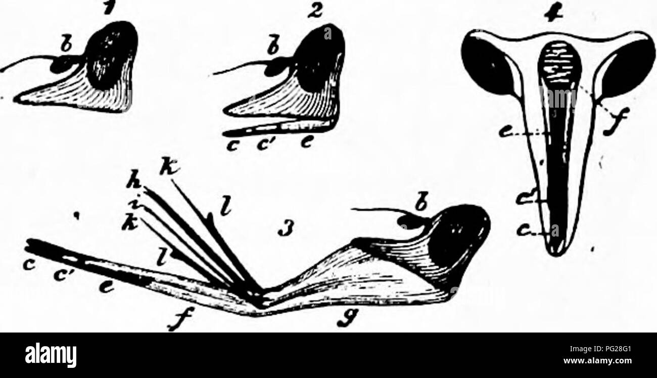 . Handbuch der Blume Bestäubung: auf Hermann MuÌller's Arbeit "die Befruchtung der Blüten durch Insekten". Düngung von Pflanzen. DIPTERAâHOVER - fliegt 177 in der labialen Nut eingeschlossen werden. Das Insekt verwendet nun das Ende in einer von zwei Möglichkeiten: Entweder es faltet sie zusammen (wie in Abb. 73, i) Während die membranöse Mittelteil (y) des Labiums ist so weit zurückgezogen, dass die suctorial Apparate in der labialen Nut ragt vor den Klappen und Dips eingeschlossen in die Flüssigkeit aufgesaugt werden; oder aber es breitet sich aus und drückt die Klappen, so dass ihre rauhen inneren Oberflächen sind eng App Stockfoto