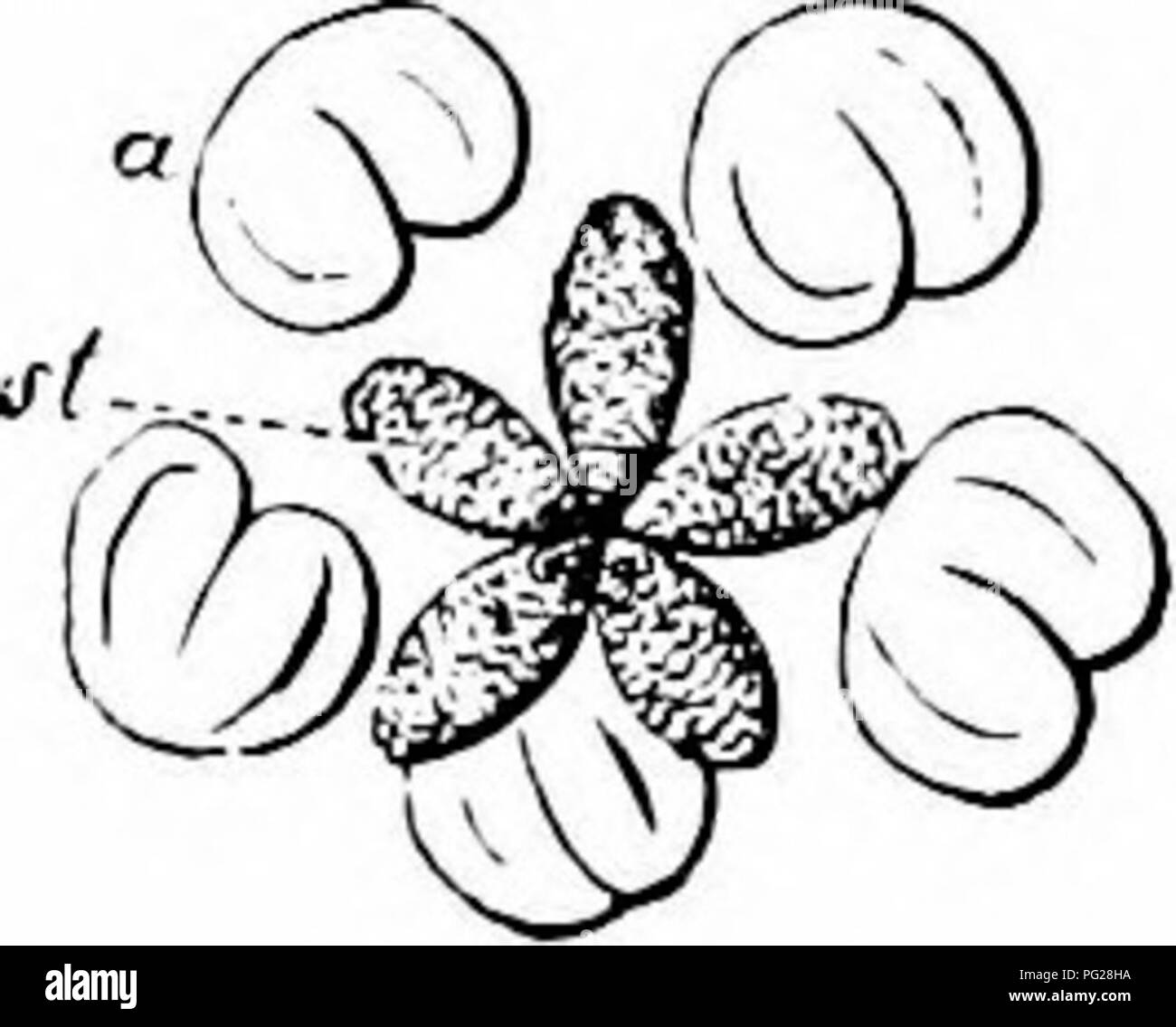 . Handbuch der Blume Bestäubung: auf Hermann MuÌller's Arbeit "die Befruchtung der Blüten durch Insekten". Düngung von Pflanzen. 226 ANGIOSPERMAEâDICOTYLEDONES Zweige noch Unreceptive sind, die Blüte ist rein männlichen in diesem Stadium. Aber, noch bevor alle fünf äußeren Antheren klaffende haben, diese Zweige beginnen zu divergieren. Die äußeren Staubblätter nächste Biegung in der Mitte der Blume, und ihre antheren dehisce. In der letzten Phase, die antheren stehen zwischen und etwas über die Narben, so dass Insekt Besucher dürfen eflTect entweder-oder selbstbestäubung. In Ermangelung solcher Besuch Stockfoto
