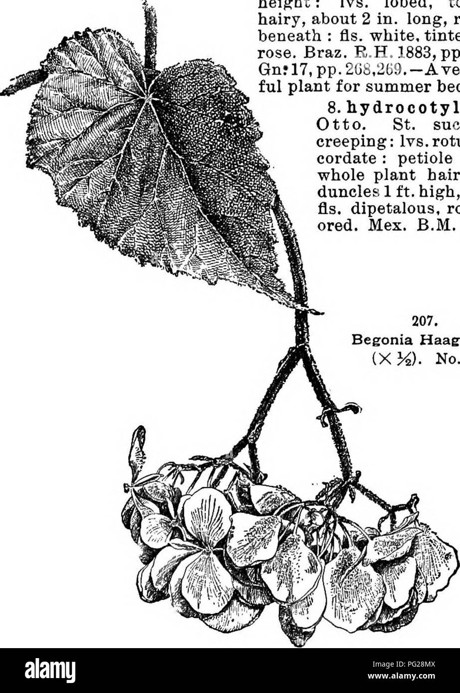 . Cyclopedia der amerikanischen Gartenbau, bestehend aus Anregungen für den Anbau von Gartenpflanzen, Beschreibungen der Arten von Obst, Gemüse, Blumen und Zierpflanzen in den Vereinigten Staaten und in Kanada verkauft, zusammen mit geographischen und Biographische Skizzen. Im Garten arbeiten. 144 BEGONIA BEGONIA III. 16:633 (1894). B.M. 7028, als B. Scharfii. - Eine der schönsten Pflanzen der Gattung. Hat dis-zurechnen als B. Scharffiana durch Fehler. B. Cridneri, Hort. (B. Scharffid. na x metdllica). Von Haage&amp; Schmidt, 1890 Int.. Es ist eine weitere Anlage namens B. Gredneri, die aufgeworfen wurde b Stockfoto