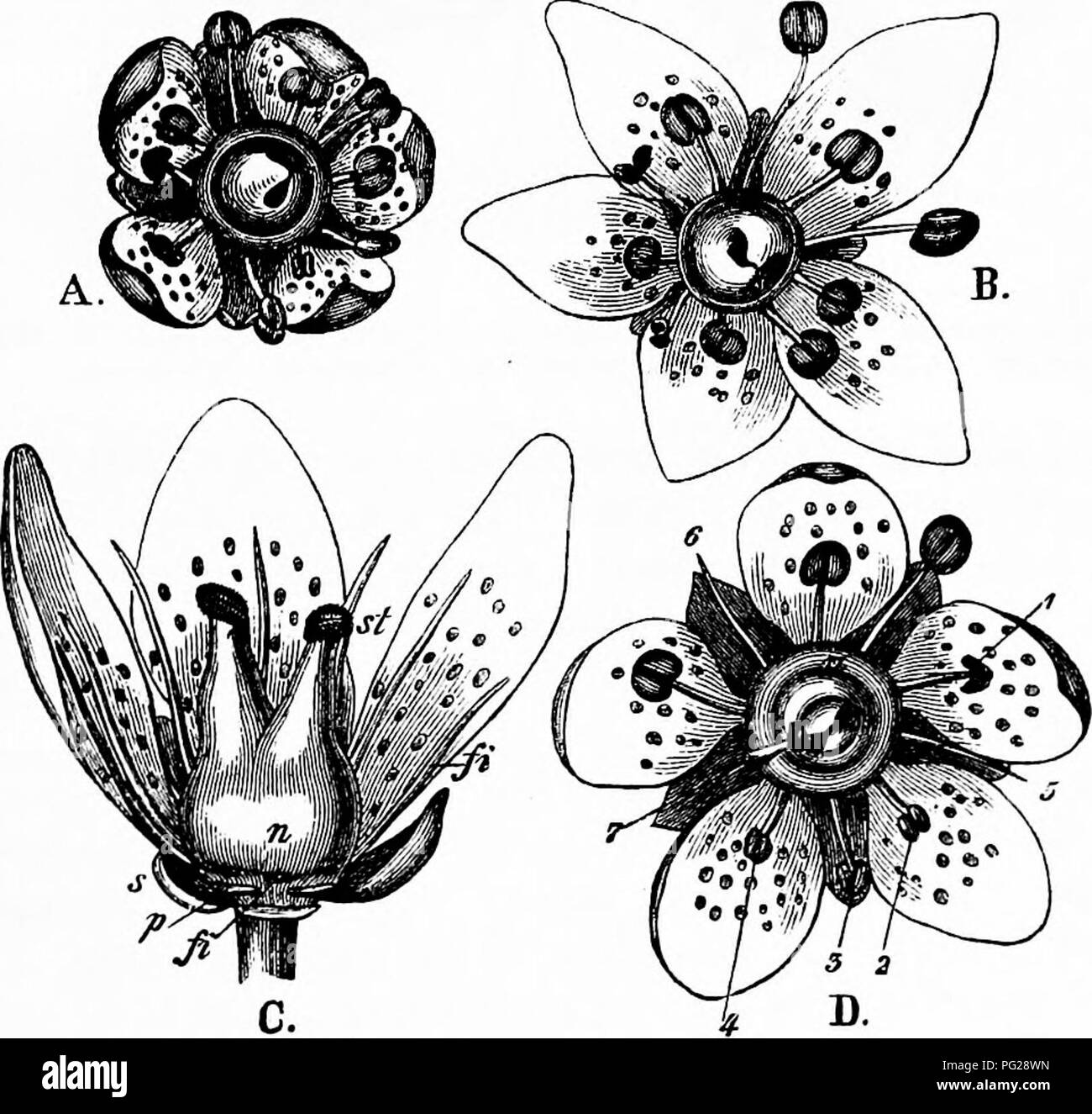 . Handbuch der Blume Bestäubung: auf Hermann Mu?ller Arbeit" die
