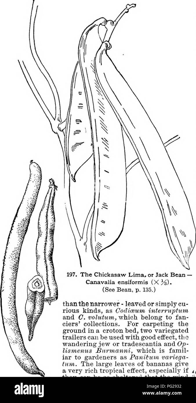 . Cyclopedia der amerikanischen Gartenbau, bestehend aus Anregungen für den Anbau von Gartenpflanzen, Beschreibungen der Arten von Obst, Gemüse, Blumen und Zierpflanzen in den Vereinigten Staaten und in Kanada verkauft, zusammen mit geographischen und Biographische Skizzen. Im Garten arbeiten. Bettwäsche Modem, grossblumige Arten um die Kanten oder vor. Häufig, Massing mit einer Vielzahl von Canna praktiziert wird. Neben cannas in der Popularität prob - gekonnt kommen die crotons oder oodiiBums, - das breitblättrige Typen, als Königin Victoria, ist besser für diesen Zweck Betten 139. 197, die chickasaw Lima. Stockfoto