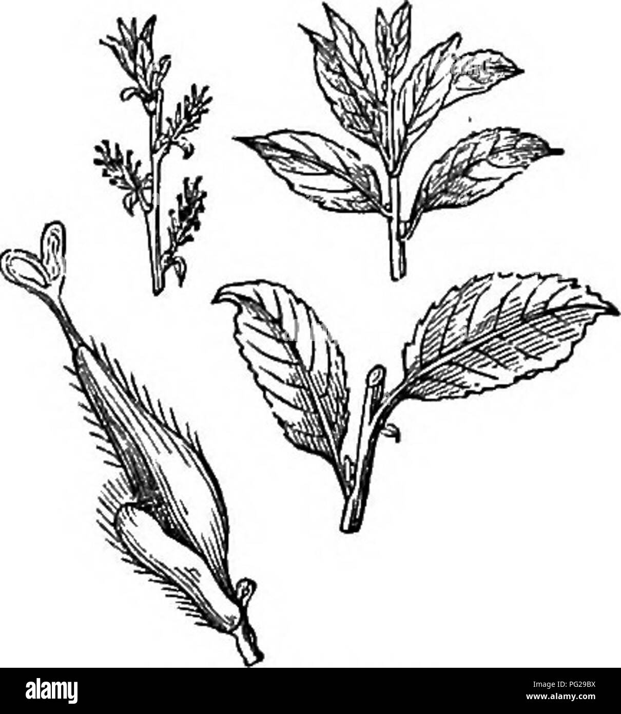 Dieses Bild stammt von einem umfassenden Leitfaden zu Bäumen und Sträuchern in Großbritannien, der sich auf die Familie der Salicaceae konzentriert. Sie enthält Einzelheiten zur Vermehrung, Kultur und ihrer Verwendung in verschiedenen Umgebungen. Stockfoto