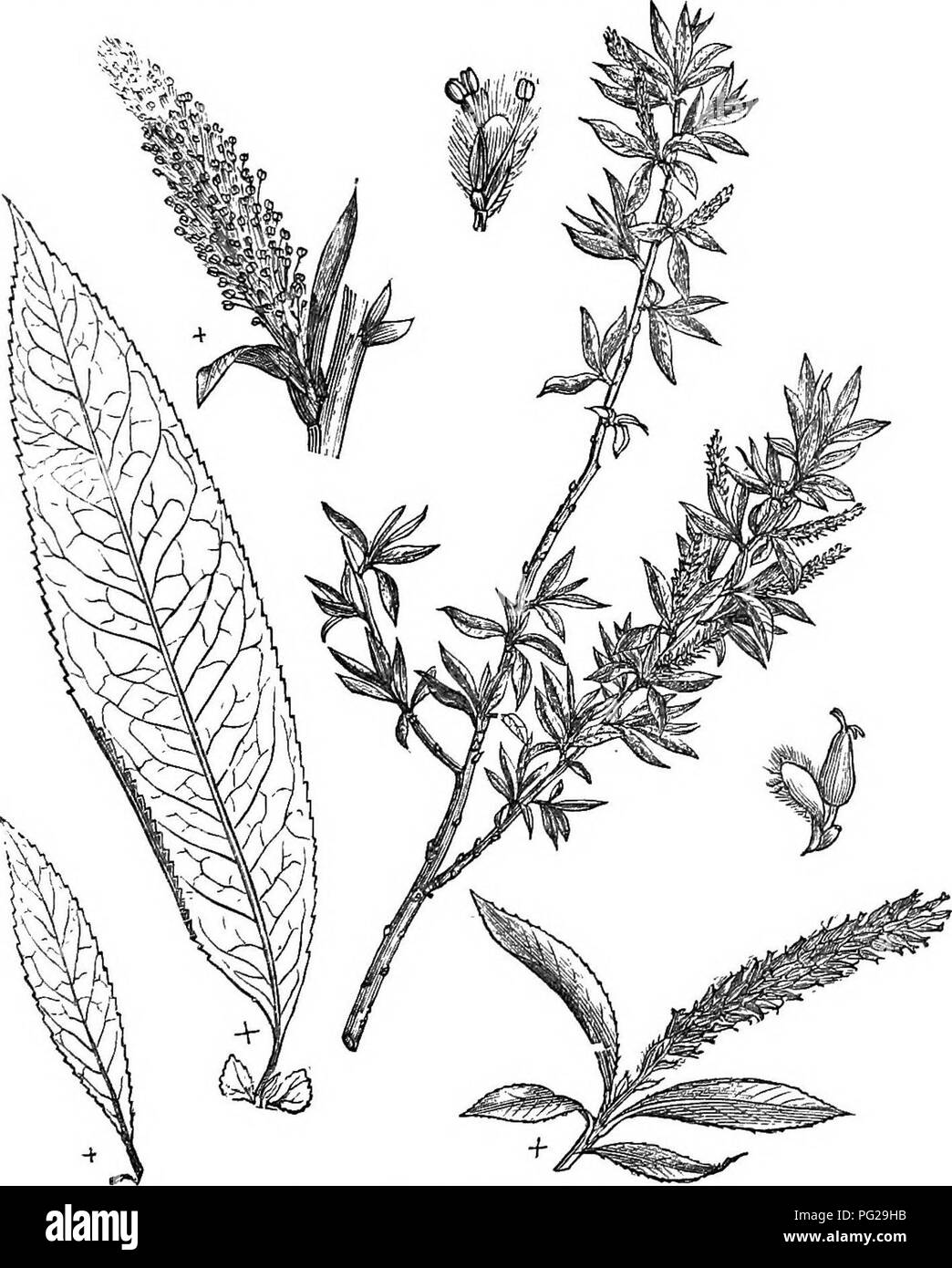 Diese Seite aus dem „Arboretum et Fruticetum Britannicum“ zeigt harte britische Bäume und Sträucher und bietet Details über ihre Vermehrung, Kultivierung und Verwendung. Der Text beschreibt sowohl einheimische als auch fremde Arten, mit Gravuren, die als visuelle Hilfsmittel für wissenschaftliche und pädagogische Zwecke dienen. Diese Arbeit ist wertvoll für Botaniker, Gärtner und diejenigen, die britische Flora studieren. Stockfoto