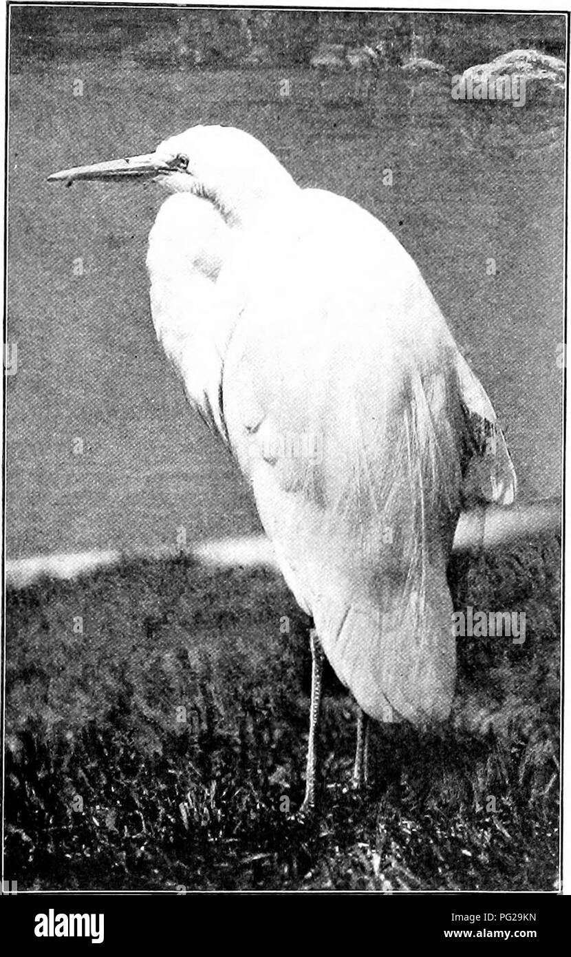 . Die American Natural History; eine Stiftung für nützliches Wissen der höheren Tiere von Nordamerika. Natural History. 262 Bestellungen von Vögel, Reiher, Störche, IBISSE. New York Zoological Park. Silberreiher. Der Reiher mit reinem Weiß pkimago, der große weiße Reiher beiiig der Erste. Viel zu dem Unglück dieser Art, über die sie verfügt über fünfzig "aigrette "Plumes, Statik in anmutigen Kurven aus der Mitte der Rückseite, weit sein) "ond der Schwanz und Flügelspitzen. Für diese Ijeautiful Federn dieser Vogel auch von plume verfolgt worden - Jäger, bis zu dem Punkt der gesamten Exter Stockfoto