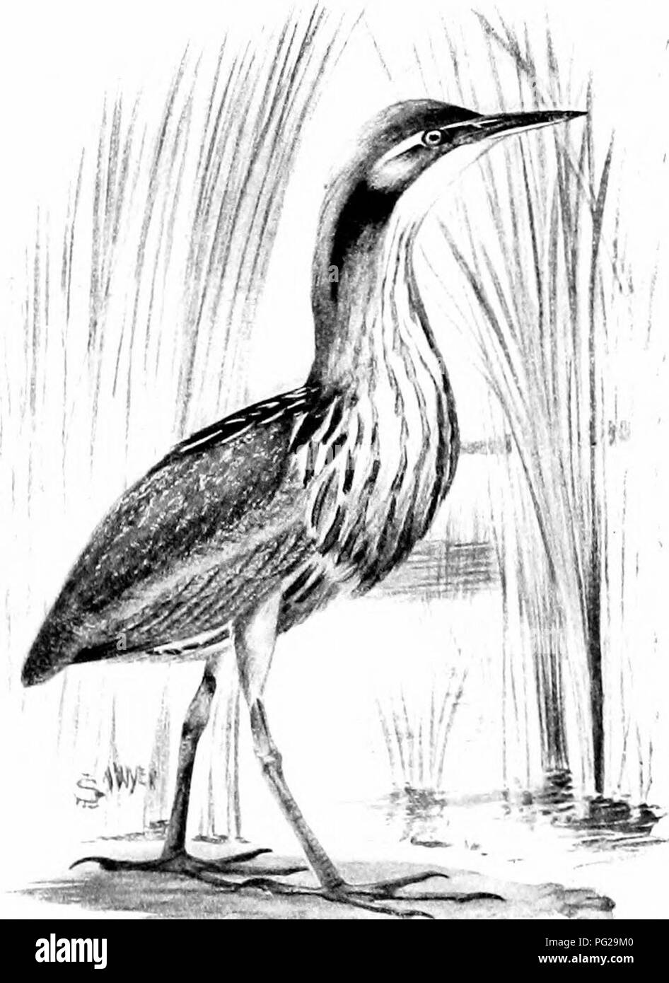 . Die American Natural History; eine Stiftung für nützliches Wissen der höheren Tiere von Nordamerika. Natural History. New York Zoological Park. Silberreiher. Der Reiher mit reinem Weiß pkimago, der große weiße Reiher beiiig der Erste. Viel zu dem Unglück dieser Art, über die sie verfügt über fünfzig "aigrette "Plumes, Statik in anmutigen Kurven aus der Mitte der Rückseite, weit sein) "ond der Schwanz und Flügelspitzen. Für diese Ijeautiful Federn dieser Vogel auch von plume verfolgt worden - Jäger, bis hin zur völligen Vernichtung. Nur sehr wenige Personen sind noch Leben Stockfoto