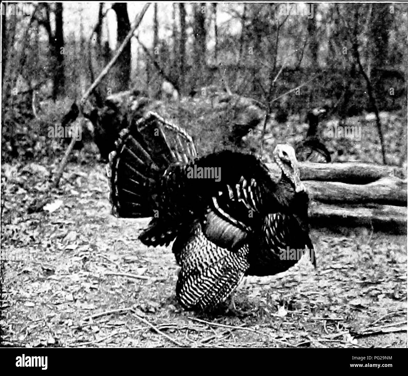 . Die American Natural History; eine Stiftung für nützliches Wissen der höheren Tiere von Nordamerika. Natural History. 250 ORDEKS DER VÖGEL - HOCHLAND SPIEL - Vögel tivcs nftcn stellen eine wichtige Quelle der Lebensmittelversorgung für die Indianer und Eskimos von tlie arktischen Regionen. Der FASAN FAMILIE. F'hasianidac. Der Fasan Familie stammte ursprünglich rep-auf diesem Kontinent nur durch die wilde Truthähne übel; aber in den letzten Jahren bestimmte ausländische Arten erfolgreich abgeschlossen ist, und. WILD - "TÜRKEI, VON VIRGINIA. sind jetzt immer so zahlreich wie Hinweis zu verlangen. Die Ring-Necked Fasan" hat Biene Stockfoto