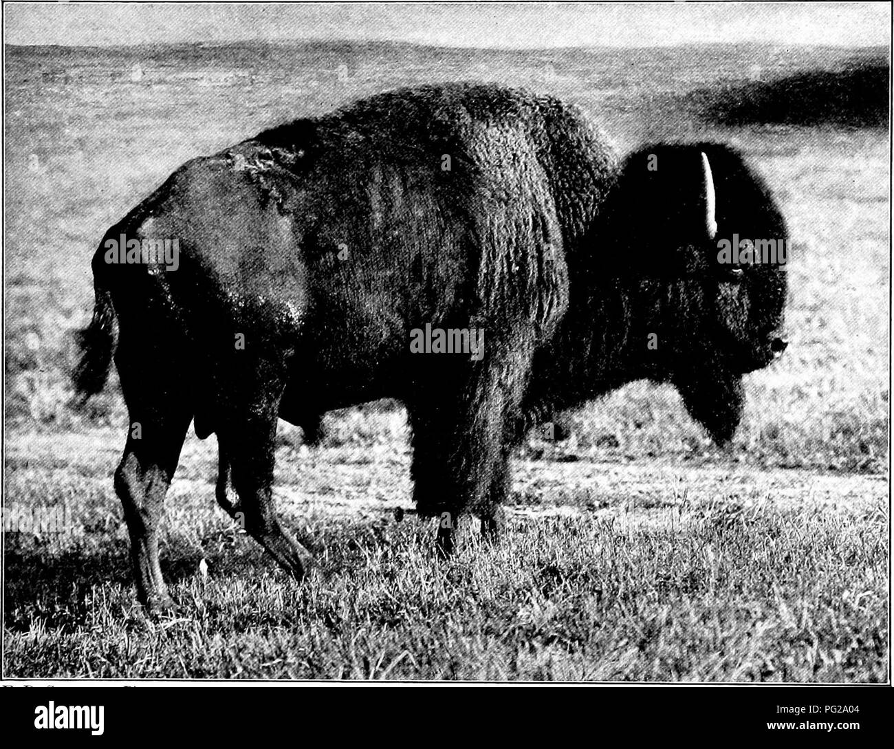 . Die American Natural History; eine Stiftung für nützliches Wissen der höheren Tiere von Nordamerika. Natural History. Die Büffel 101 Park und Garten enthält so viele Leiter wie es richtig aufnehmen können. Es ist sinnlos, eine Liste dieser Tiere zu geben, weil die Eigentümer und Unternehmenszahlen ändern sich ständig. Die Büffel Rassen bereitwillig in Gefangenschaft, und ist gut gepflegt. Die Mehrheit der gefangenen Tiere sind einigermaßen nachvollziehbar, aber Anlass - Ally eine individuelle Savage wird und Gefahr - Organisationseinheiten, und erfordert entweder Einzelhaft oder enthält Hundert und achtundzwanzig Leiter der reinen Blut ein Stockfoto