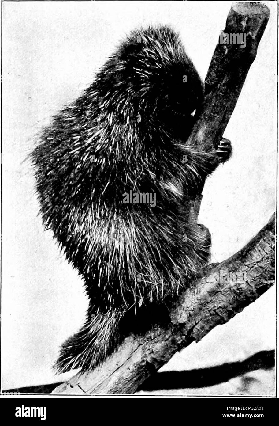 . Die American Natural History; eine Stiftung für nützliches Wissen der höheren Tiere von Nordamerika. Natural History. Stachelschweine und EABBITS 95 Ein "Igel", weil dies kein Nagen - ing Tier, aber eine kleine, schwache, Insekt - Esser, die nicht Amerika bewohnen. Ein Stachelschwein gewachsen ist etwa zwanzig mal so groß wie die gemeinsamen europäischen Igel. Stachelschweine können ihre cjuills, auch nicht für einen Zoll nicht schießen, und die Idee, dass Sie - oder überhaupt - völlig falsch ist. Wenn Sie angegriffen werden, ihre Verteidigung besteht in der Errichtung ihre Federn, und markante cjuickly Eine starke seitlich Stockfoto