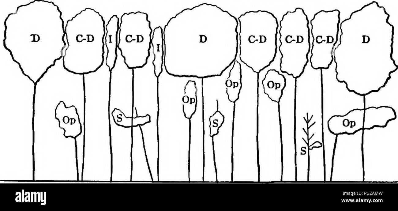 . Die Praxis der Waldbau: insbesondere in Bezug auf ihre Anwendung in den Vereinigten Staaten. Die Wälder und die Forstwirtschaft. STANDARD KRONE KLASSEN ISS Standard Krone Klassen Dominant. - Bäume mit Kronen Ausdehnung über dem allgemeinen Niveau der Baumkronen und voller Licht von oben und von der Seite; größer als die durchschnittliche Bäume D=dominante Bäume. C - D = Co-Dominant Bäume. I=Intennediate Bäume. Op=Unterdrückten Bäume. S=unterdrückt Bäume.. Abb. s8. Zeigt die relative Position der Bäume der verschiedenen Krone Klassen.. Bitte beachten Sie, dass diese Bilder aus gescannten extrahiert werden Stockfoto