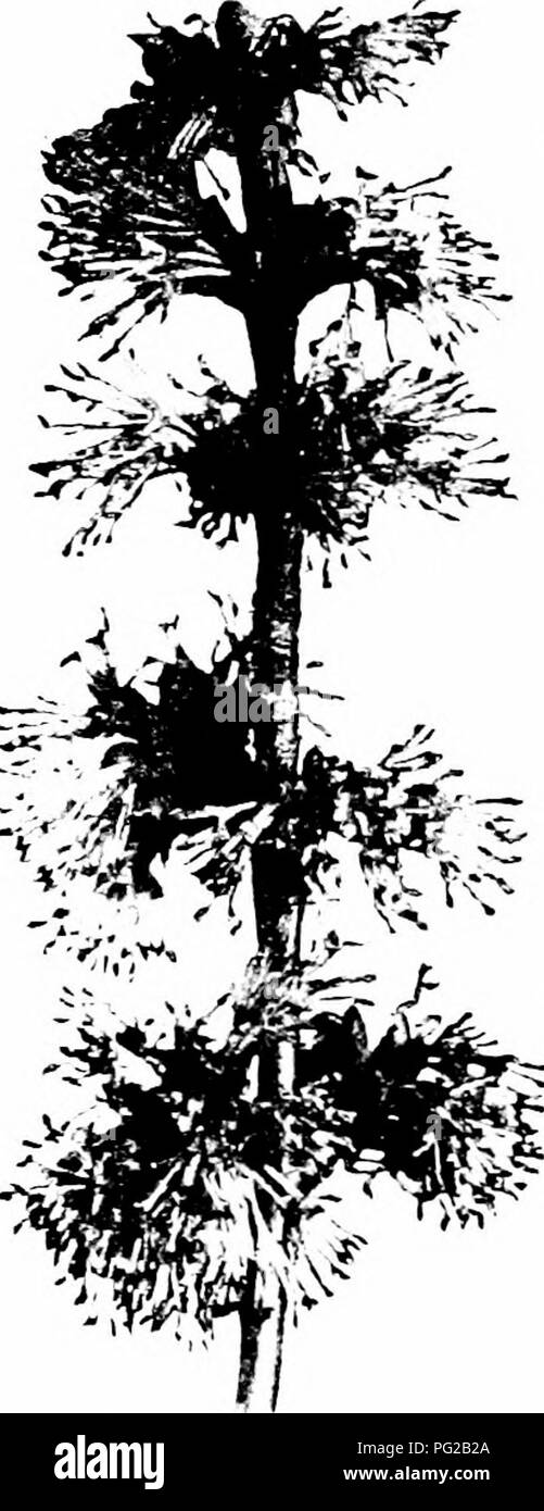 Dieser Leitfaden führt Leser in die gewöhnlichen amerikanischen Bäume ein und konzentriert sich dabei auf die Wachstumsmuster und die Saatverteilung von Arten wie dem Silberahorn. Er betont die Bedeutung der Beobachtung von Bäumen für das Verständnis von Pflanzenlebenszyklen und ökologischen Rollen. Stockfoto