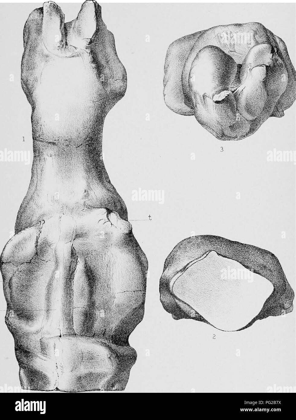 . Cope Papers, 1871 - [1897. Zoologie; Paläontologie. AmerPM. Soc, Ptela. PTOc.: Nein. 99. Platf mi.. Coryphodon elephantopus bezeichnet. Bitte beachten Sie, dass diese Bilder sind von der gescannten Seite Bilder, die digital für die Lesbarkeit verbessert haben mögen - Färbung und Aussehen dieser Abbildungen können nicht perfekt dem Original ähneln. extrahiert. Cope, E.D. (Edward Trinker), 1840-1897. Philadelphia, etc. Stockfoto