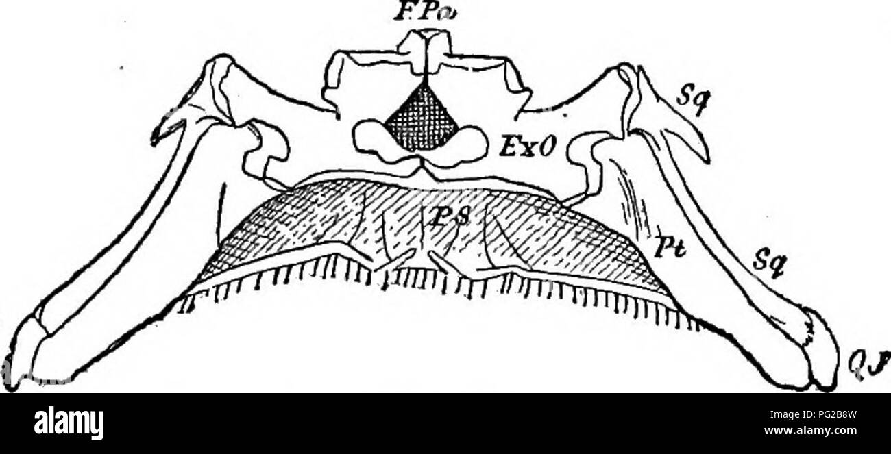 . Cope Papers, 1871 - [1897. Zoologie; Paläontologie. Zoologie. 223 Die in der cartilaginoTis quadratum, Anura, Knöchernen in der Urodela und ist offensichtlich durch einen Knochen unterhalb der pre vertreten - OPERCULUM der Dip-Noi, die, wie Huxley gezeigt hat, von diesen unterscheidbar ist. Die preoperculum ist hier Msi&gt;^^ -&gt; offensichtlich die squamo-//. J^^'^^' sal von Amphiuma und andere Urodela (Abb. 23, "Abb. 23. Sq), so dass wir nun die Identität - des Reptils squamosal mit der preoperculum der Knochenfische bestimmt haben. Und, mehr noch, es Prf PmX. Bitte beachten Sie, dass diese Bilder aus Scan extrahiert werden Stockfoto