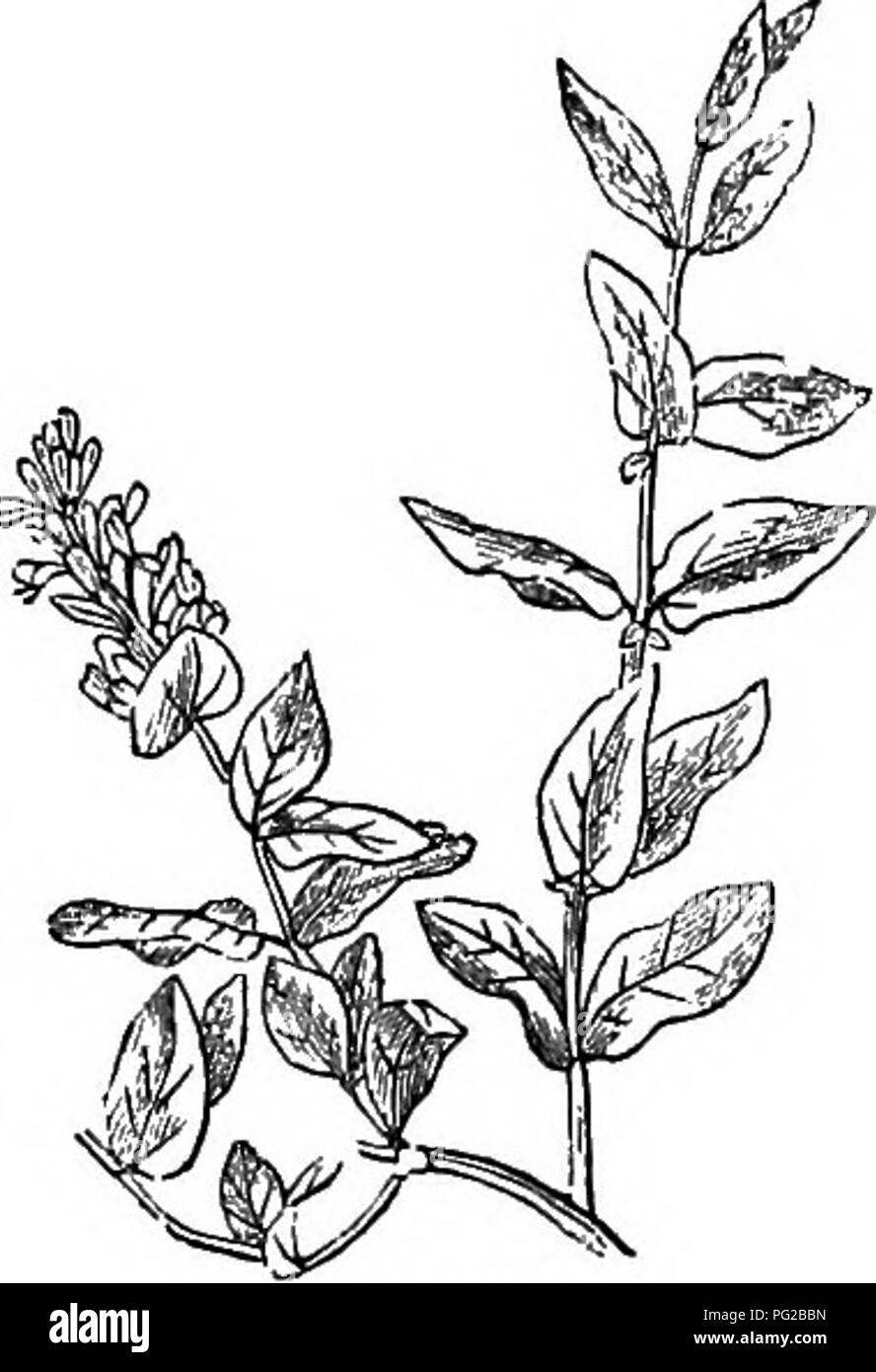 Dieses Bild zeigt harte Bäume und Sträucher, die in Großbritannien heimisch und fremd sind und wissenschaftlich und populär beschrieben werden, mit Details zu Vermehrung, Kultur und Nutzung. Ein Beispiel: Lonicera hispidula, eine seltene Art, lebt in Torf- und Lehmböden. Die Arbeit beleuchtet verschiedene Pflanzenarten und ihre Verwendung in der Forst- und Gartenbau. Stockfoto