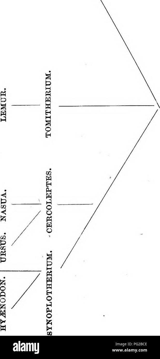 . Cope Papers, 1871 - [1897. Zoologie; Paläontologie. D-H^9 P 3 s p t &gt; 8PQ g-a1^^ 1^H cj 3M CO H a o H. Bitte beachten Sie, dass diese Bilder sind von der gescannten Seite Bilder, die digital für die Lesbarkeit verbessert haben mögen - Färbung und Aussehen dieser Abbildungen können nicht perfekt dem Original ähneln. extrahiert. Cope, E.D. (Edward Trinker), 1840-1897. Philadelphia, etc. Stockfoto