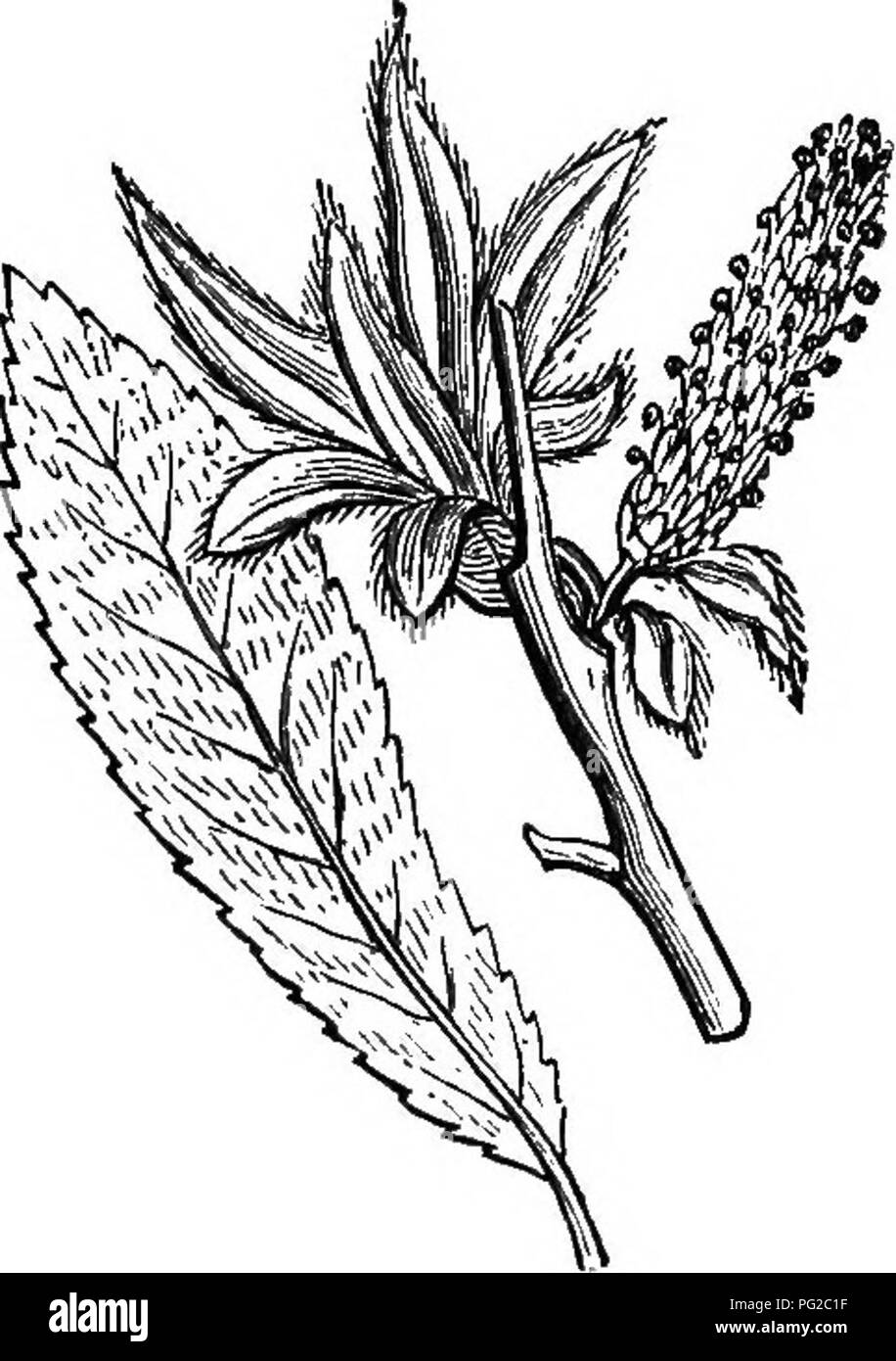 . Die Biene - der Keeper Guide: oder Handbuch der Imkerei. Biene Kultur; Bienen. Die mantes und Weiden, 345 Kranke Michigan, in der ersten Woche April, und oft im März. Sie sind auch herrlichen Schatten Bäume, vor allem jenen, die den weinenden Gewohnheit. Ihre frühen Blüte ist sehr erfreulich, die im Sommer bilden und Laub schön, während Abb. 146.. Abb. 147.. Bitte beachten Sie, dass diese Bilder sind von der gescannten Seite Bilder, die digital für die Lesbarkeit verbessert haben mögen - Färbung und Aussehen dieser Abbildungen können nicht perfekt dem Original ähneln. extrahiert. Koch, Albert John, 1842-1916. Stockfoto