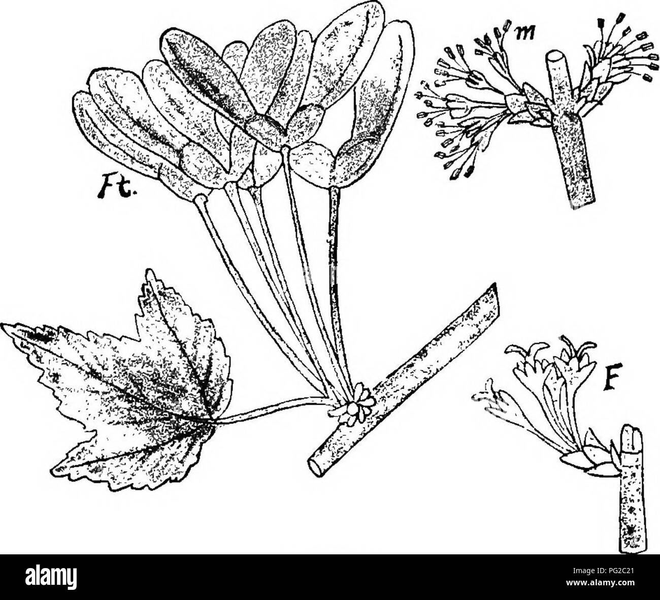 Dieser Leitfaden bietet einen Überblick über verschiedene Pflanzen, die Bienen im frühen Frühjahr Pollen und Honig liefern. Zu den wertvollen Pflanzen, die erwähnt werden, gehören Stinkkohl, Blutwurzel, Leberblatt und Löwenzahn. Die Ahorne werden auch als wichtige Honigpflanzen hervorgehoben. Stockfoto