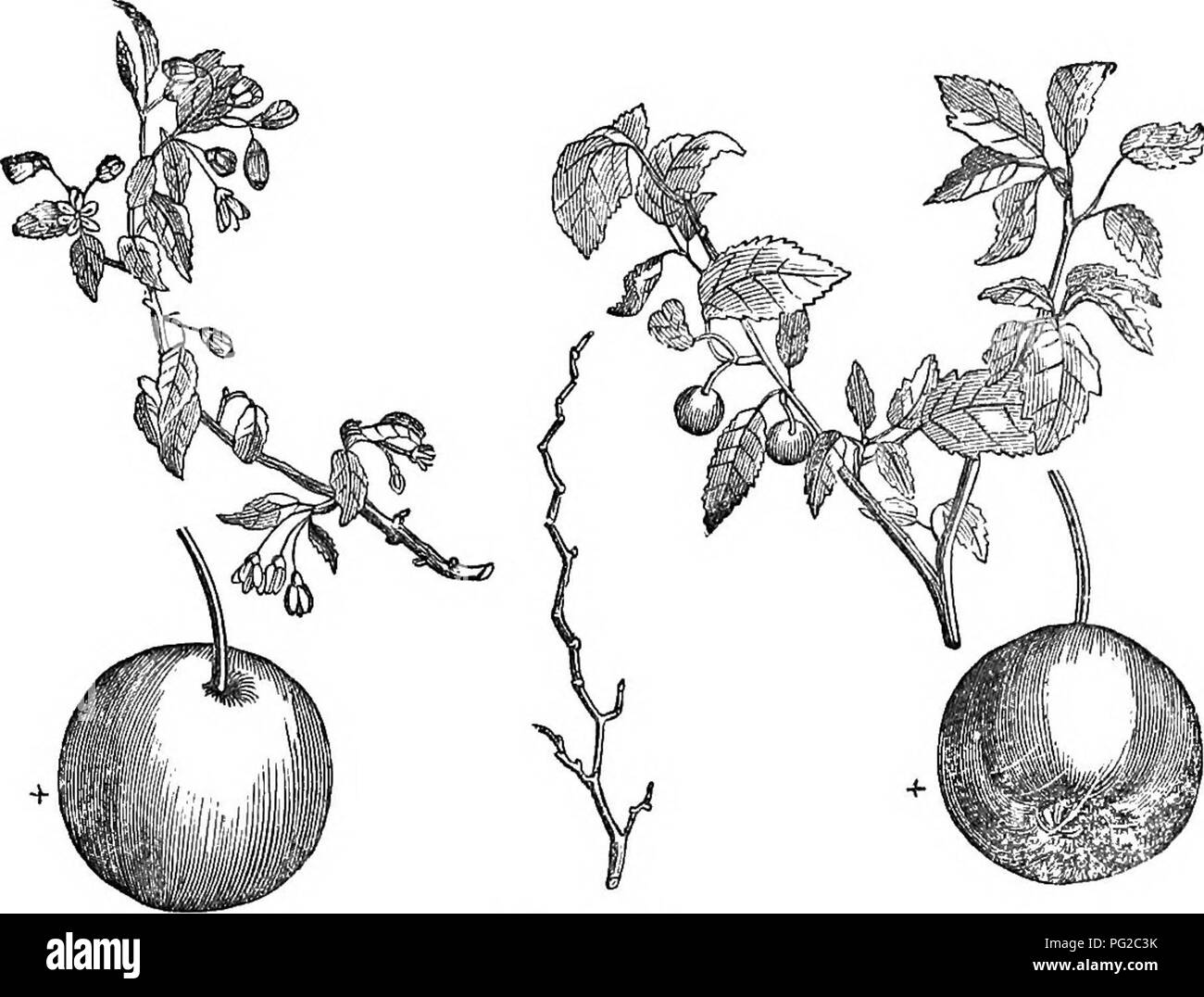 . Bäume und Sträucher: eine Übersicht des Arboretums et fruticetum britannicum: Mit der Hardy Bäume und schrubs von Großbritannien, einheimischen und ausländischen, wissenschaftlich und im Volksmund beschrieben: Mit ihrer Vermehrung, Kultur und verwendet und Gravuren auf fast alle Arten. Bäume, Sträucher, die Wälder und die Forstwirtschaft. 430 ARBORETUM ET FKUTICETUM BRITANNICUM.. 777. S. ooKairia. Weiß, Lila, bevor Sie weg fallen. Die Frucht ist Rundweg orbiculate, einer tiefen Grün, wenn es fällt vom Baum, und Gelb nach einiger Zeit auf dem Boden liegen. {Dec, Prod.) Ein Laub- oder sub-Evergreen tre: -. Stockfoto