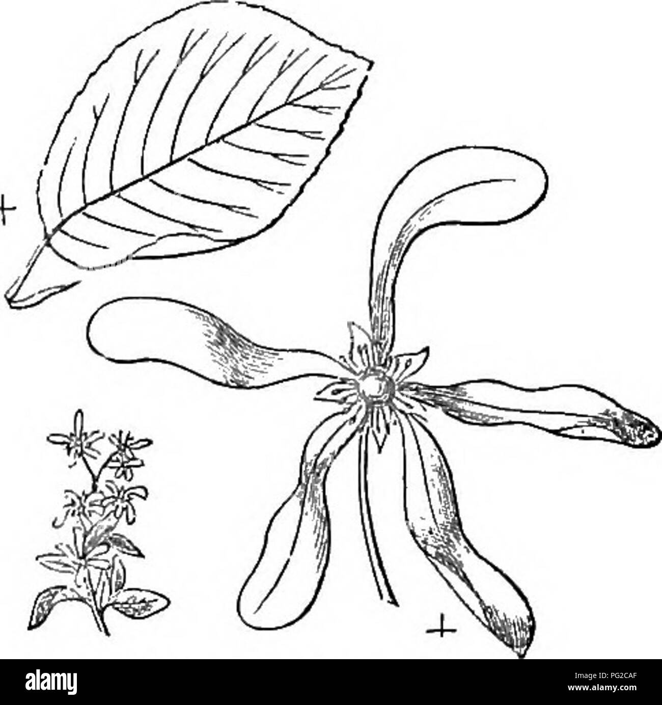 Diese verkürzte Version von *Arboretum et Fruticetum Britannicum* deckt die harten Bäume und Sträucher Großbritanniens ab und bietet Details zu deren Anbau, Vermehrung und Verwendung. Es umfasst sowohl einheimische als auch fremde Arten mit wissenschaftlichen und populären Beschreibungen und Gravuren der Pflanzen. Stockfoto