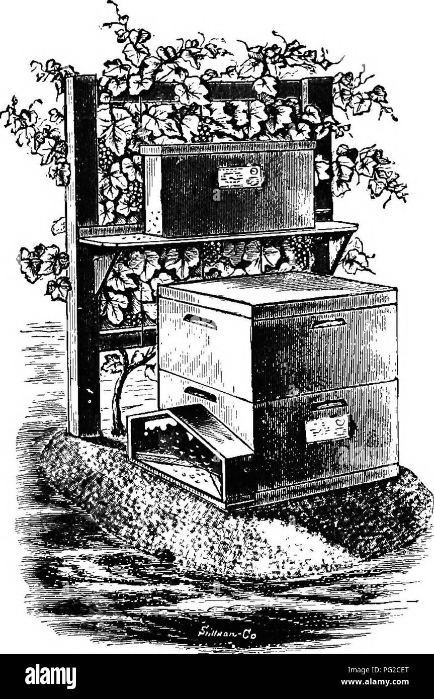 . Die Biene - der Keeper Guide: oder Handbuch der Imkerei. Biene Kultur; Bienen. 2 l 6 Rebsorten für Schatten. Grove at-Befehl, der die Hives können auf der nördlich einer Concord grape Vine platziert werden (Abb. 85), oder andere kräftige Sorte, wie die apiarist können bevorzugen. Dies sollte zu einem Gitter, das durch zwei Beiträge, die entweder von Zeder oder Eiche gefertigt werden können trainiert werden. Lassen Sie diese vier oder fünf Meter über dem Bild erweitern. 85.. Kern und Einfachheit Hive schattigen hy Rebe, die Erde, und drei oder vier Meter auseinander. Zwei oder drei Tragarmen von schmalen Platten können im rechten Winkel genagelt werden zu einem einzigen Post auf die Tr Stockfoto