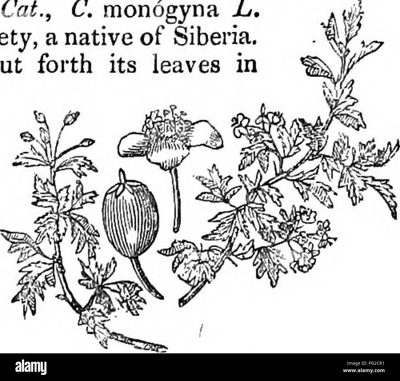 . Bäume und Sträucher: eine Übersicht des Arboretums et fruticetum britannicum: Mit der Hardy Bäume und schrubs von Großbritannien, einheimischen und ausländischen, wissenschaftlich und im Volksmund beschrieben: Mit ihrer Vermehrung, Kultur und verwendet und Gravuren auf fast alle Arten. Bäume, Sträucher, die Wälder und die Forstwirtschaft. XXVI. iJosA^ cE. B: Chat^^ Gus. 377 Ein Garten in der Nähe von Edinburgh, das einmal auf die Regent Murray gehörte. Es ist sehr alt, und seine Äste haben ein wenig von einem hängenden Cha-racter; aber ausreichend whetiier so bilden eine Vielzahl von Vermehrungsmaterial als eigene Art erscheint uns sehr Dou Stockfoto