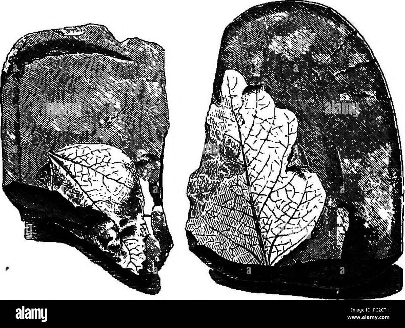 . Die geologische Geschichte der Pflanzen. Paläobotanik; 1888. Die tertiären AN DIE MODERNE ZEIT. 229 reichlich am Ufer des Great Slave Lake und am McKenzie Eiver, und nach Eichardson con Institute viel von der Drift Holz der arktischen Küste (Abb. 78). 6. Thuja occidentalis, Linn. Stämme und Äste in der LEDA-Ton in Montreal. Dieser Baum tritt in Neue - England und Kanada, und erstreckt sich nach Norden in die. Fio. 1&amp;.-B) puhis ialsamifera. Pleistocene, Kanada. Hudson Bay Territorien. Es ist ein nördlichen zwar nicht arktischen Arten, die in der geographischen Reichweite. Nach Lyell es auftritt Stockfoto