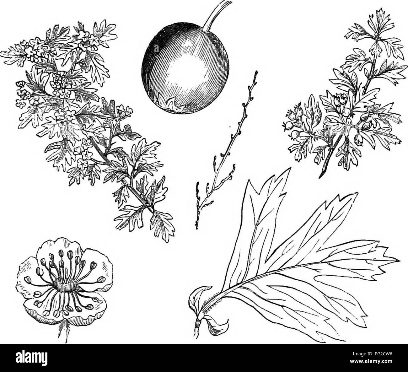 Diese verkürzte Version von *Arboretum et Fruticetum Britannicum* deckt eine breite Palette von Bäumen und Sträuchern ab, die in Großbritannien beheimatet sind, zusammen mit solchen aus anderen Regionen. Es enthält Details über ihre Vermehrung, Kultur und Verwendung, mit Abbildungen der verschiedenen Arten. Stockfoto