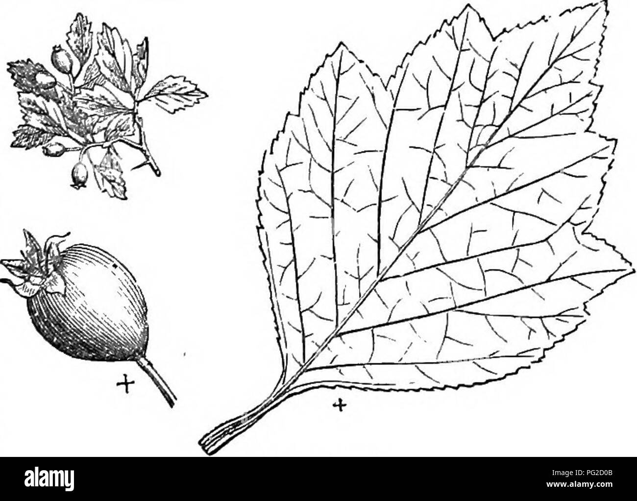 Dieses Buch bietet einen umfassenden Leitfaden zu harten Bäumen und Sträuchern Großbritanniens, sowohl im Einheimischen als auch im Ausland, mit Details zu ihrer Vermehrung, Kultur und Verwendung. Hier gibt es Bäume wie den Virginia Hawthorn mit weißen Blumen und gelben Hagebutten. Stockfoto