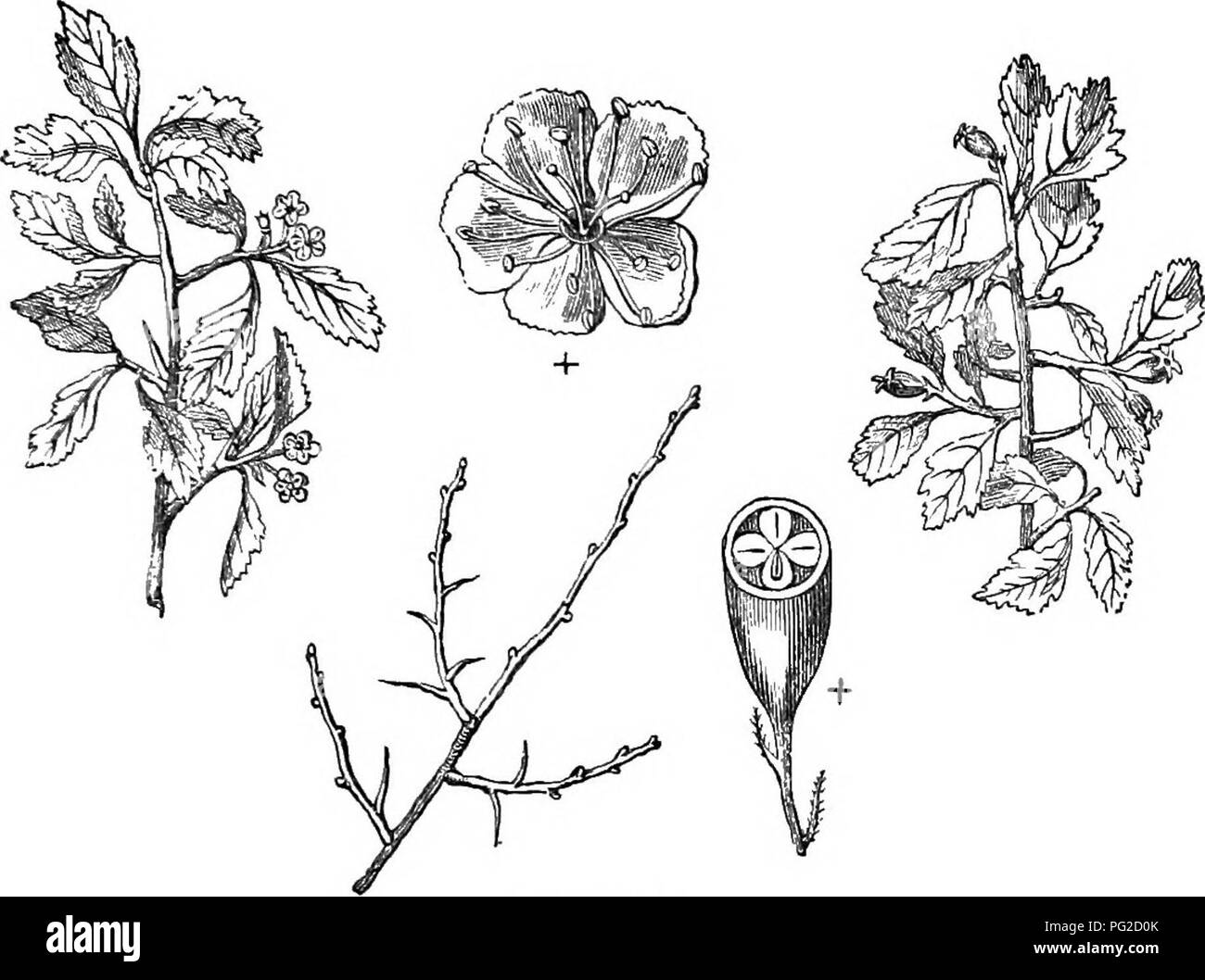 Dieses Buch präsentiert einen kurzen Leitfaden zu den harten Bäumen und Sträuchern Großbritanniens, sowohl einheimische als auch ausländische. Es enthält Beschreibungen von Arten wie *Crataegus* (Weißdorn) mit Details zu ihrer Vermehrung, Verwendung und kulturellen Anforderungen. Das Buch bietet auch Stiche der Arten und hebt deren Wert in der Forst- und Landschaftsgestaltung hervor. Stockfoto