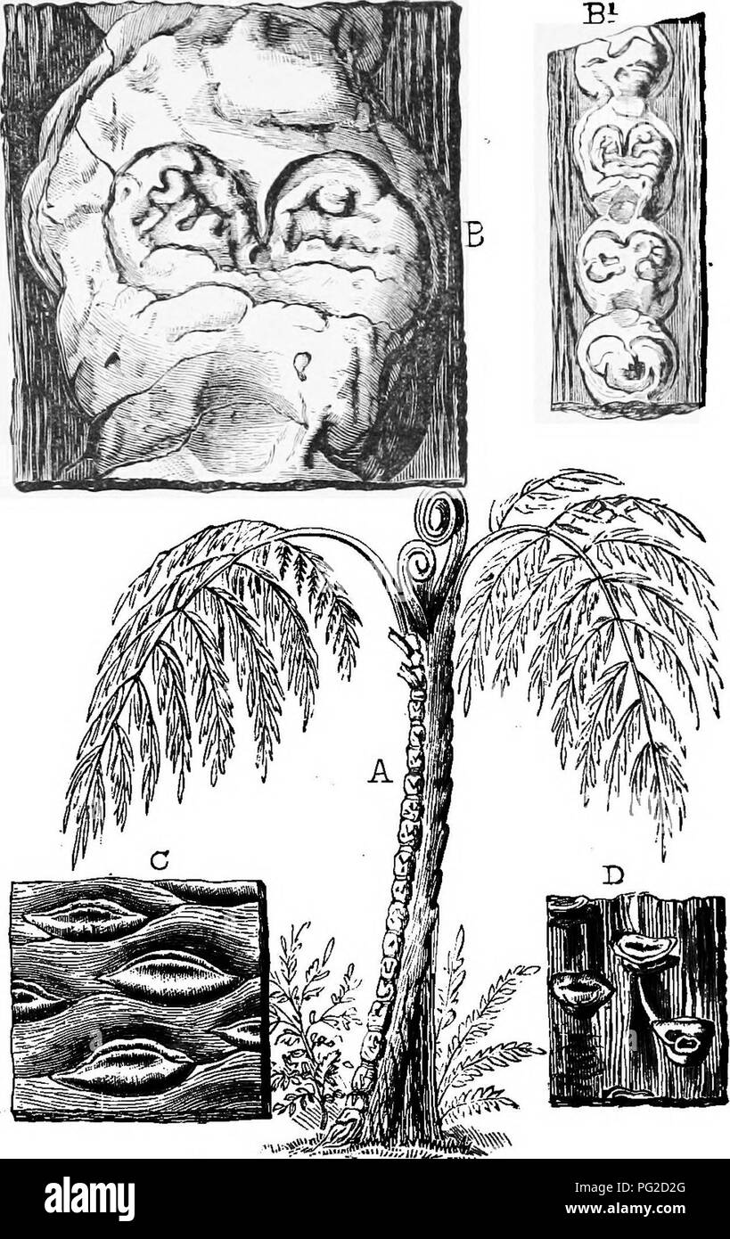 . Die geologische Geschichte der Pflanzen. Paläobotanik; 1888. Die Karbon Flora. 129. Abb. 56.-Tree-fems des Karbon, a, Megaphyton magnifiovm, Dawson, restauriert, b, Blatt-soar Der eamej zwei Drittel naturi Größe. Bi, Eow der gewaehrleistung - steigt, reduziert, c, Palceoptena Hartii, steigt die Hälfte öläquivalent Größe & gt; D, JPalaoptaru Acadiea, Narben halber natürlicher Größe. 13. Bitte beachten Sie, dass diese Bilder sind von der gescannten Seite Bilder, die digital für die Lesbarkeit verbessert haben mögen - Färbung und Aussehen dieser Abbildungen können nicht perfekt dem Original ähneln. extrahiert. Dawson, John William, Stockfoto