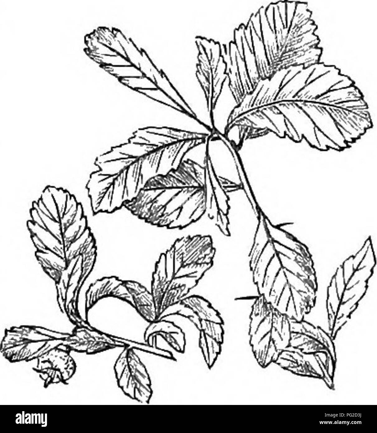 Diese Arbeit beschreibt harte Bäume und Sträucher Großbritanniens, sowohl einheimische als auch ausländische, und bietet wissenschaftliche und populäre Beschreibungen sowie Vermehrung und kulturelle Informationen. Sie umfasst Gravuren fast aller Arten, die Einzelheiten zu ihrer Verwendung und ihrem Anbau enthalten. Stockfoto