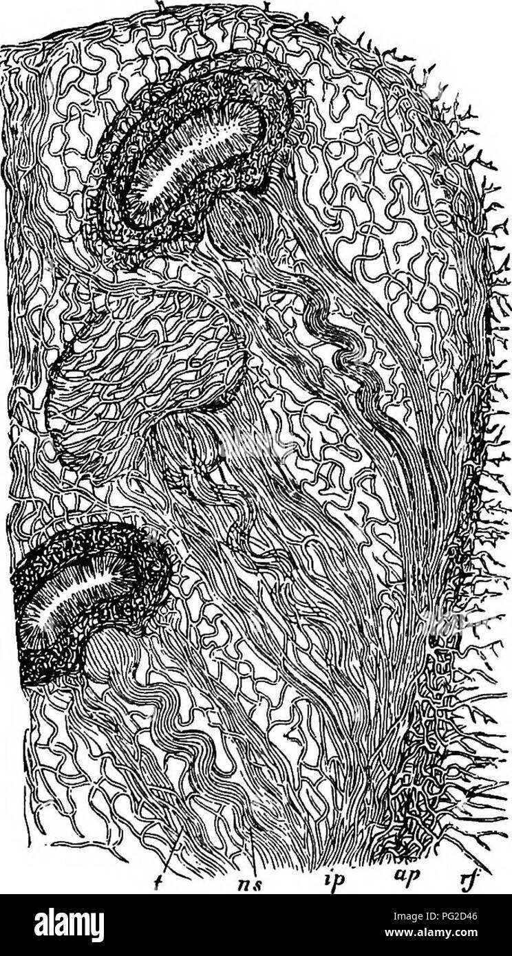 . Vergleichende Morphologie und Biologie der Pilze, mycetozoa und Bakterien. Anlage; Morphologie; Pilze; Myxomyceten; Bakteriologie. 330 Abteilung II - KURS DER ENTWICKLUNG VON PILZEN. in Richtung der oberen Ende, wo die Marge bei Länge erreicht fast auf der apikalen Oberfläche des peridium (Abb. iSoA). Durch die Bildung dieser gallertartige Schicht die Dichte nicht-Gallertige Gewebe außerhalb Es ist vom Rest getrennt und wird der lateralen Wand des peridium, die dann in zwei konzentrischen Schichten differenziert ist, eine äußere permanente Schicht war Braun und einem inneren weißliche Schicht. Mittlerweile keine Separ-ation. Stockfoto