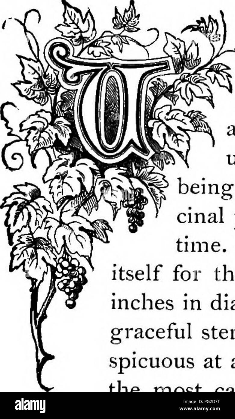 . Die Floral Kingdom: Geschichte, Stimmung und Poesie: ein Wörterbuch mit mehr als drei hundert Pflanzen, mit den Gattungen und Familien, zu denen sie gehören, und die Sprache der jeweils passende Edelsteine zu Poesie dargestellt. Blume Sprache; Blumen in Literatur. w KULTIVIERUNG UND ANALYSE VON PFLANZEN. Von der Sole absorbiert. Ein paar Löcher in den Boden gebohrt würden wir alle das überschüssige Wasser und einen Mantel aus Stein Farbe, grauer oder weißer Farbe außen mache. Niemand wachsen der Heliotrop nur in kleinen Töpfen können Wissen, das Vergnügen, Sie wächst als großer Busch und Beschneiden ich Stockfoto