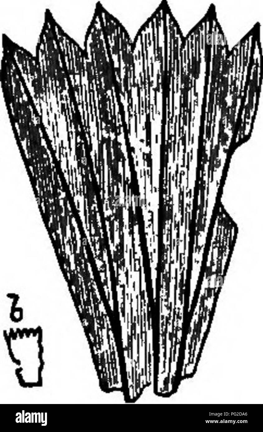 . Die geologische Geschichte der Pflanzen. Paläobotanik; 1888. Die EKIAN ODER DEVON FOEESTS. 65 dichotomously und coTered mit unterbrochenen Rippen. Blätter rudimentäre, oder kurz, hart und spitz; in kargen stammt, zahlreiche und spiralförmig angeordneten; in fruchtbaren Stiele und branchlets, dünn verstreut oder nicht vorhanden; in geschältes Proben, durch kleinste punktförmige Narben vertreten. Junger Zweig -&gt; Jes; circinate rhizomata zylindrisch, cov-Tätseinbußen mit Haaren oder ramenta und in runden Areolen unregelmäßig entsorgt, giv-ing Herkunft schlanke zylindrische Feinstwurzeln. Interne Struktur - eine Achse des scalari - für Stockfoto