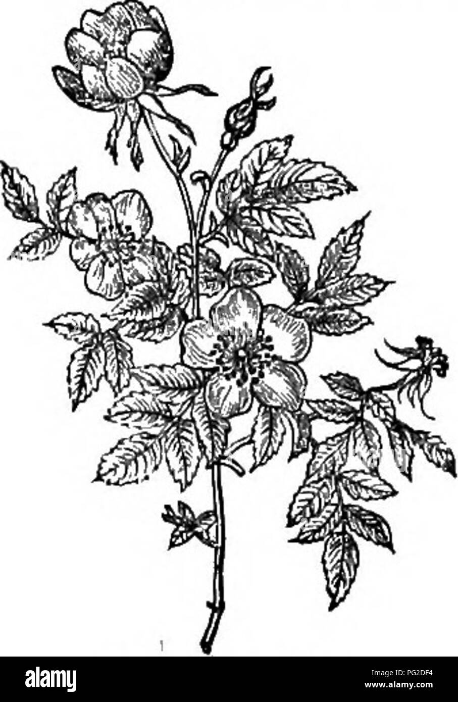 Diese verkürzte Arbeit über Bäume und Sträucher konzentriert sich auf harte Arten, die in Großbritannien zu finden sind, sowohl einheimische als auch ausländische. Es enthält Details zu Vermehrung, Kultur und Verwendung sowie Stiche jeder Art. Stockfoto