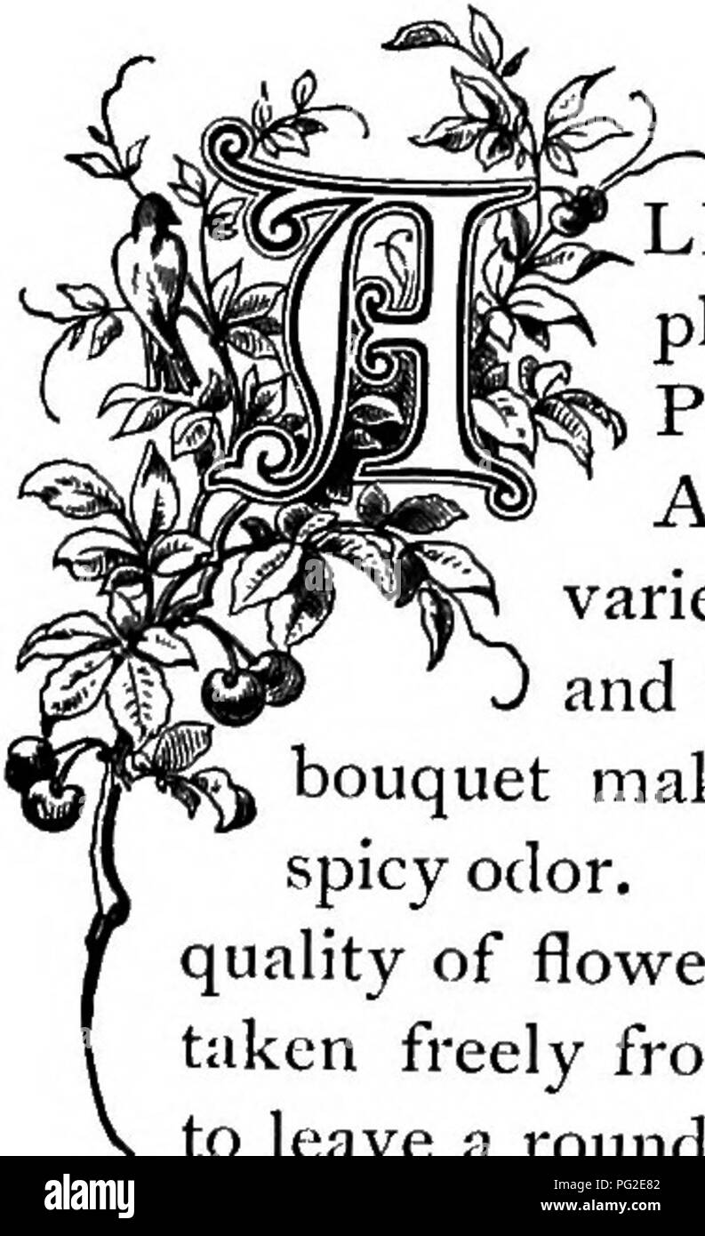 . Die Floral Kingdom: Geschichte, Stimmung und Poesie: ein Wörterbuch mit mehr als drei hundert Pflanzen, mit den Gattungen und Familien, zu denen sie gehören, und die Sprache der jeweils passende Edelsteine zu Poesie dargestellt. Blume, Blumen in der Literatur. CA. N'JSTJl. ANDSCAPES bekannt für die traumhafte Schönheit haben stets in Indien im Überfluss, und von diesen gibt es aber nur wenige, in denen die Canna (auf das Konto mit der Bezeichnung Indica) nicht einen unverzichtbaren Beitrag für die Schönheit der Aussicht. Dies wurde so universell geworden, dass es in allen zivilisierten Ländern angebaut wird; Stockfoto