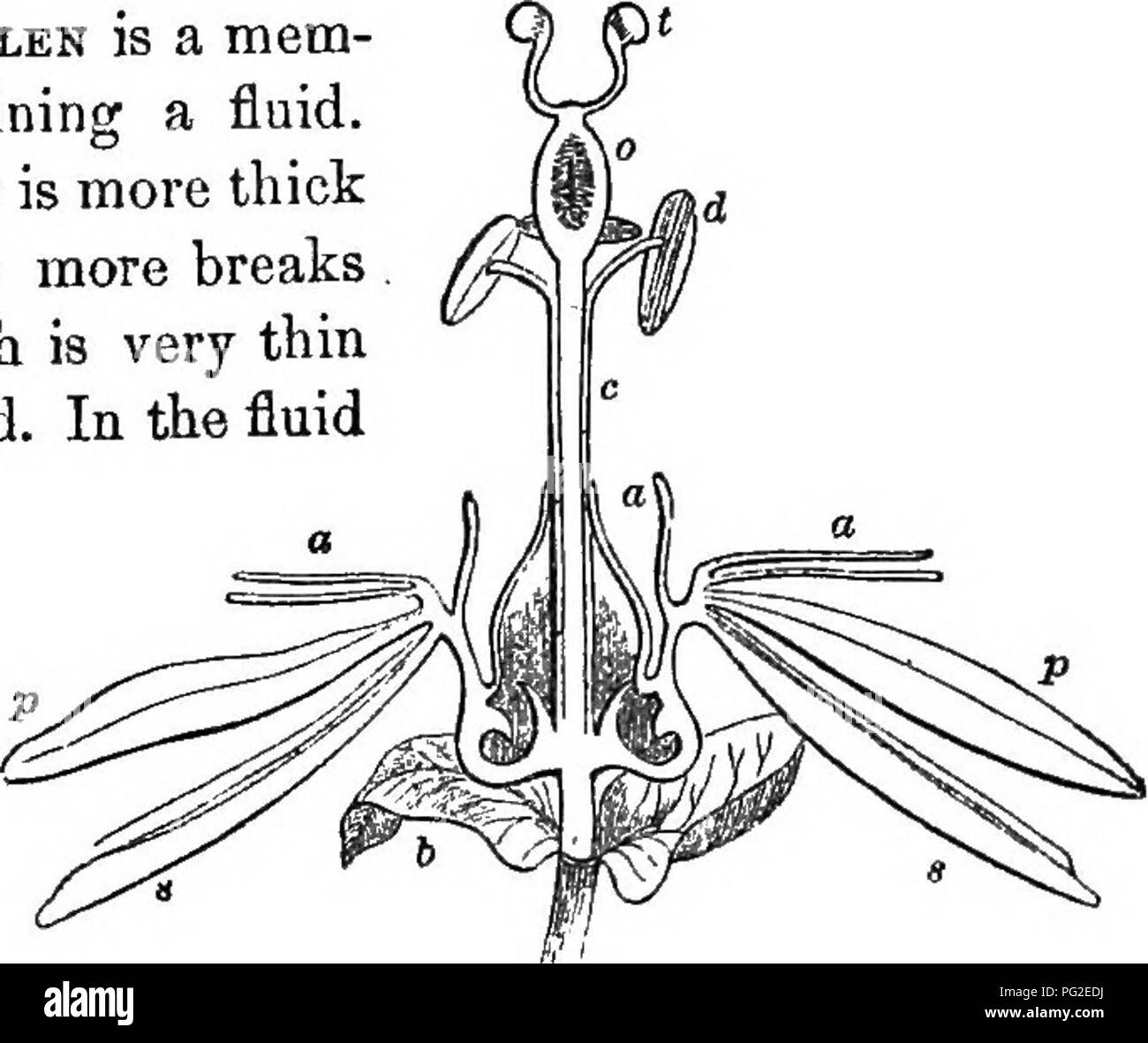 . Klasse - das Buch der Botanik: die Konturen der Struktur, Physiologie und Klassifizierung der Pflanzen; mit einer Flora der Vereinigten Staaten und Kanada. Botanik; Botanik; Botanik. Pollenkörner. 867, Finnen larico. 363, Basella rubra. 869, Eanunoulus repena. mufl grandiHorus. 871, Passiflora incarnata. 509. Jedes Korn der Pollen ist ein Mem-branous Zelle oder Sack mit einer Flüssigkeit. Sein Fell ist doppelt, die äußeren mehr ist dick und fest, stellt eine oder mehrere Pausen, in denen die innere Schicht, die sehr dünn ist und expandierbar, aufgedeckt wird. In die Flüssigkeit werden ausgesetzt, die Moleküle der undenkbar Minute-) n. s, Sai Stockfoto