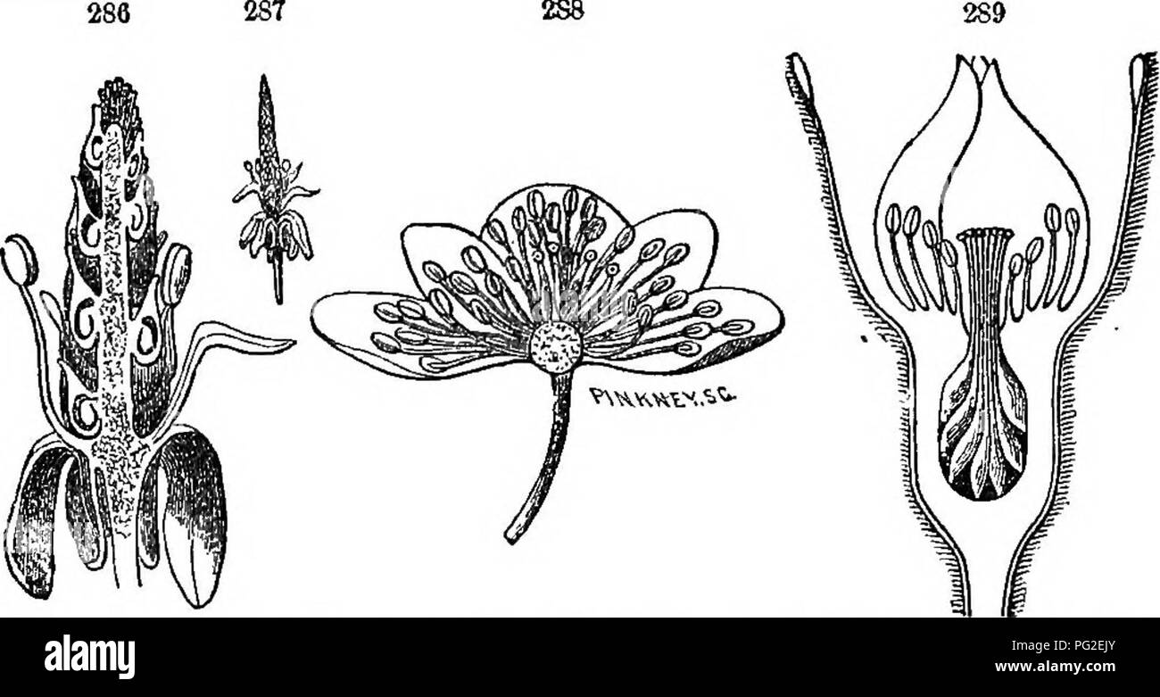 . Klasse - das Buch der Botanik: die Konturen der Struktur, Physiologie und Klassifizierung der Pflanzen; mit einer Flora der Vereinigten Staaten und Kanada. Botanik; Botanik; Botanik. 90 DER PLAN OP die Blume. 1. In der ungleichen Sae wie Organe (Blüten der königskerze). 2. In ihren unterschiedlichen/orm,? Ov Positionen (blütenblätter der PEA). 3. In der ungleichen Zusammenhalt wie Teile (blütenblätter von Lobelia). 4. In ungleichen Unterdrückungen (staubgefäße der Labiate Blumen, wo, in der Tat, wie in vielen anderen Blumen, alle diese Phasen von Unregelmäßigkeiten sind kombiniert).. 2 S 6. Blume (vergrößert) Der Myosnrus; ft vertikalen Abschnitt ehoTVlng es Stockfoto