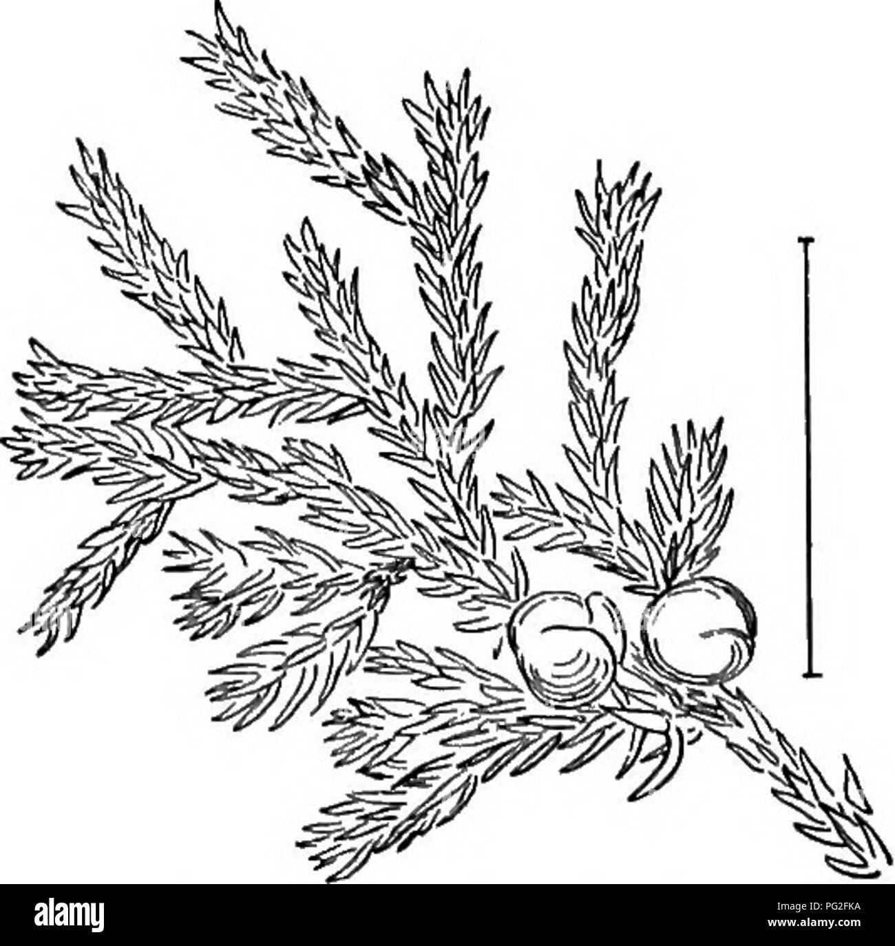 . Ziersträucher der Vereinigten Staaten (Hardy, kultiviert). Sträucher. In die Knie, Juniper, der vorgenannten Arten, com-Munis, Kinn^ nsis, virginitoa, und Sabina haben die meisten der Zwerg Sorten. Mit der Frucht wird es aber kaum Schwierigkeiten Cor-Sie direkt benennen, aber ohne die Frucht wird es viel Mühe. Sabina können leicht durch seinen Geruch von Jungfrau, IANA, die es am meisten ähnelt getrennt werden. Unten sind die meisten der va-rieties, Strauchigen sind. Gebogene verzweigte Juniper (608) - Juniperus reciirva - ist ein Strauch oder Baum bis 30 Fuß. Es hat Zwerg Sorten der das niedrigste. Pr Stockfoto