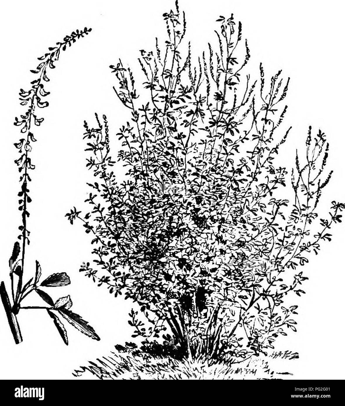 . Langstroth auf dem Hive und Honig-Biene. Bienen. 406 WEIDEN UND OVEBSTOCKIXU. Wenn sie früh geschnitten als Futter verwendet werden, es blüht später als Weißer Klee und bis zum Frost. Es ist eine Biennale. Die gelbe oder offleinal Steinklee ist ein jährlicher und Renditen erhebliche Honig auch. (Abb. 162.). Schwein. 161. Süße CLOVEE. Melilotus Alba. (Von Vilmorin-Andrieux, Paris.) Die verschiedenen Sorten von Smart - Unkraut (persicaria), golden-Rod, buctn' Wärme, Astern, Bügeleisen - Unkraut, Spanisch - Nadeln in niedrigen Ländereien und sumpfige Stellen, geben ein sehr reichlich Honig - Ernte im letzten Teil des Sommers. Sie bilden den Hauptteil des sogenannten Stockfoto