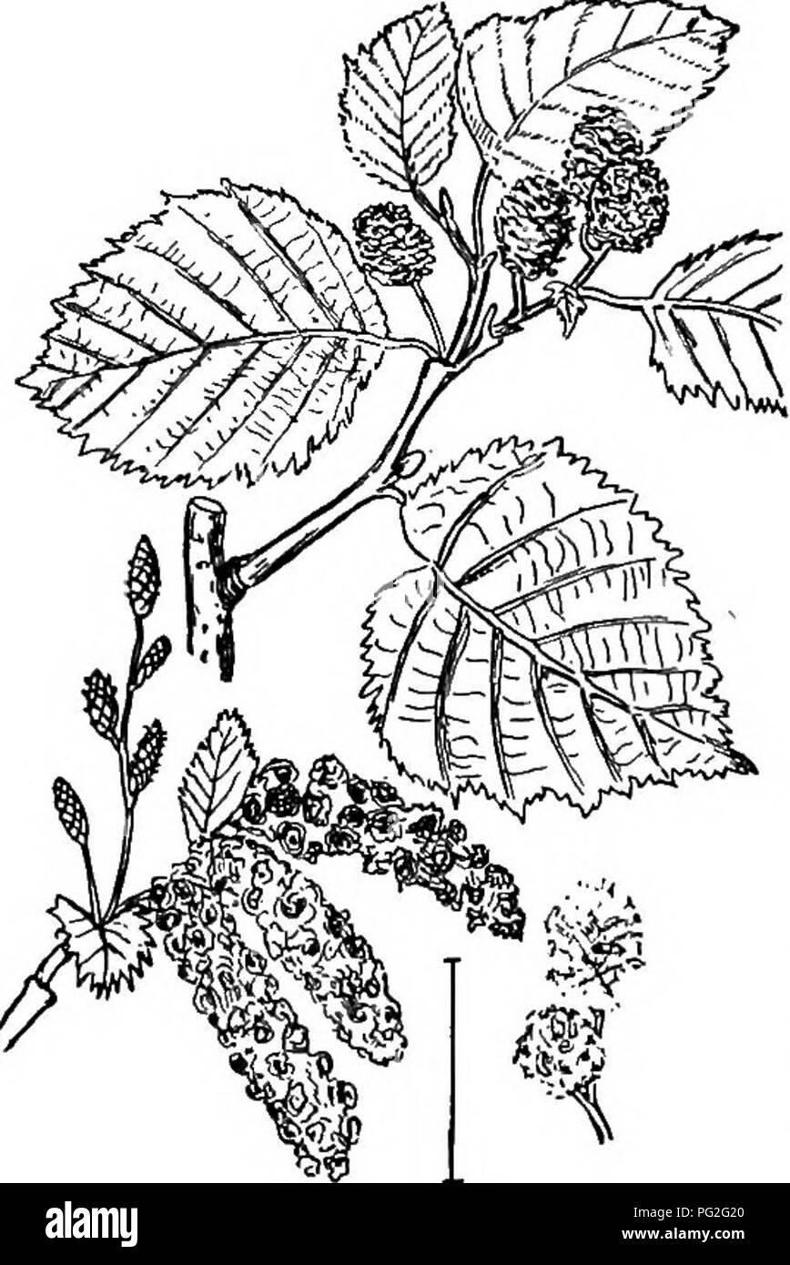 Dieser Eintrag enthält Beschreibungen harter, kultivierter Ziersträucher in den Vereinigten Staaten, mit einem Schwerpunkt auf dem Purple-blättrigen Filbert (Corylus maxima purpurea). Das Buch beleuchtet seltene Sträucher und enthält Informationen über Eichensorten, die aufgrund ihrer großen Größe und charakteristischen Eichelfrucht in der Regel nicht in Strauchform angebaut werden. Stockfoto