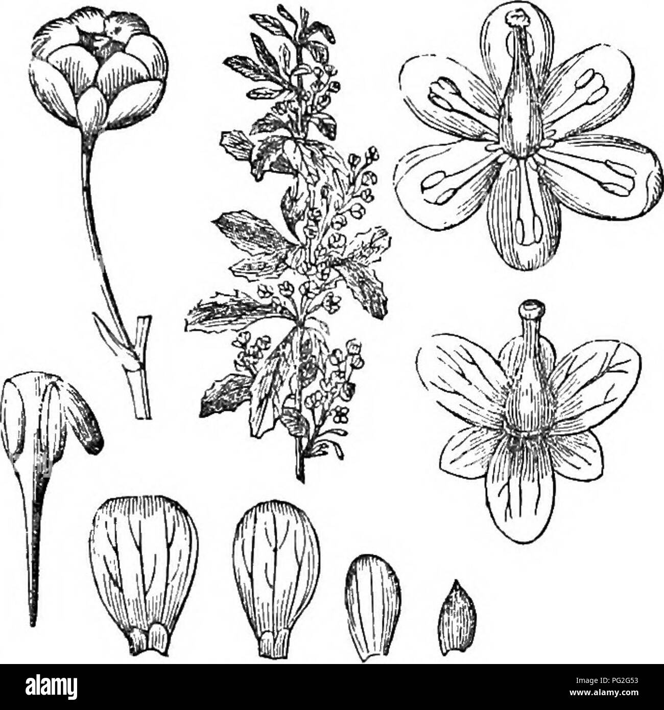 Diese Abkürzung des Arboretum et Fruticetum Britannica umfasst die harten Bäume und Sträucher Großbritanniens, sowohl einheimische als auch ausländische. Es umfasst wissenschaftlich und populär beschriebene Arten mit Details zu ihrer Vermehrung, Kultur und Verwendung. Das Buch enthält Stiche von Arten wie Berberis asiaticum und Lycium, die ihre botanische Bedeutung und kulturelle Bedeutung veranschaulichen. Stockfoto
