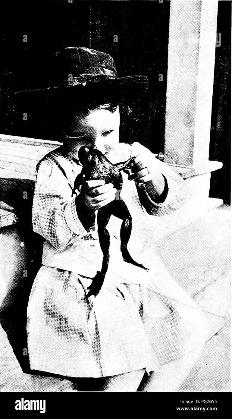 . Die pet-Buch. Haustiere. Pholci hy H.D.'s Bailey froggie Hand unterscheidet sich von seinem Fuß. Bitte beachten Sie, dass diese Bilder sind von der gescannten Seite Bilder, die digital für die Lesbarkeit verbessert haben mögen - Färbung und Aussehen dieser Abbildungen können nicht perfekt dem Original ähneln. extrahiert. Comstock, Anna Botsford, 1854-1930; Herr, Henry B. ins; Wright, Albert Hazen, 1879-1970 ins; Comstock, Anna Botsford, 1854-1930.ins. Ithaca, N.Y.: Comstock Stockfoto