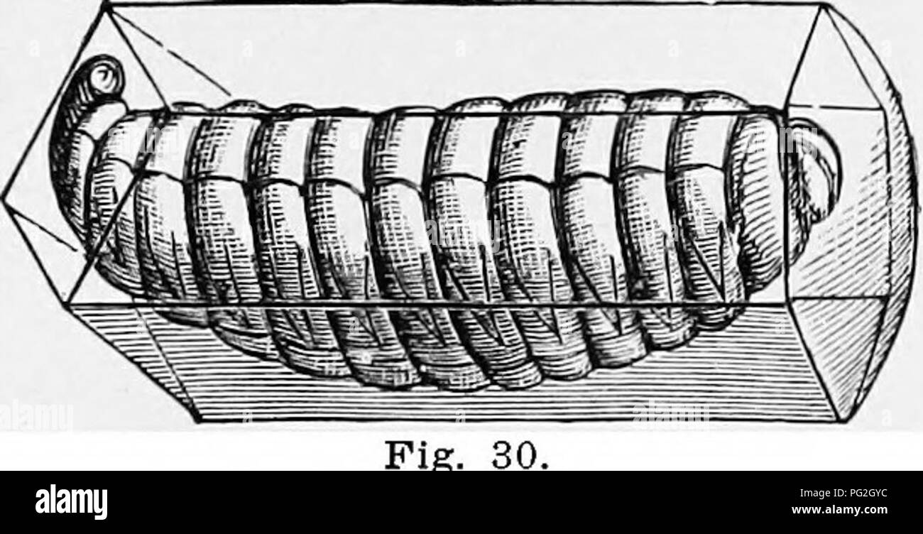 . Langstroth auf dem Hive und Honig-Biene. Bienen. Schwein. 29. IN DER ZELLE aufgewickelt. (Vergrößert. Von Sartori und Rauscli - entels.) Anzahl der Pollen, und können durch die Haut der Larve gesehen werden." â (dubini.) 167. "Die Larve, oder grub, wächst zügig, aber nicht ohne Erleben ing eine Schwierigkeit, auf die sich die menschliche Familie ist, in einer Art, die in den Jahren der Jugend. Ihr Fell ist unelastisch und nicht mit dem Träger wachsen, so dass es bald, gerade schlecht, hat weg geworfen zu werden; aber, glücklich bei der Larve, einem neuen und größeren hat bereits darunter gebildet worden, und die weggeworfenen garm Stockfoto