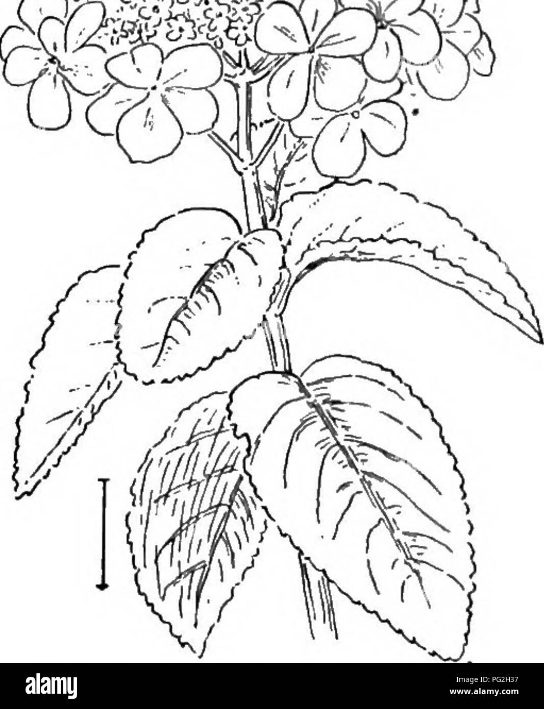 . Ziersträucher der Vereinigten Staaten (Hardy, kultiviert). Sträucher. Schwein. 353. - Japanische Viburnum. Abb. 354. - Chinesische Viburnum. Helle farbige Steinfrüchte, die durch den Winter bleiben; sie haben, bei den meisten Arten, eine dezidiert abgeflachten Stein. Der Schneeball Gruppe sind wie die hortensien (siehe S. 192), dass die Blüten haben vergrößert werden und steril. Die Hortensien haben weiße, rosa, violett, oder helle blaue Blumen; während die Viburnums nur weiß oder cremefarben Blumen haben. Die viburnums blühen früher, alle, die in der Blüte im Mai; während die Hydran - geas nicht zu blühen beginnen vor Juni und einige sp Stockfoto