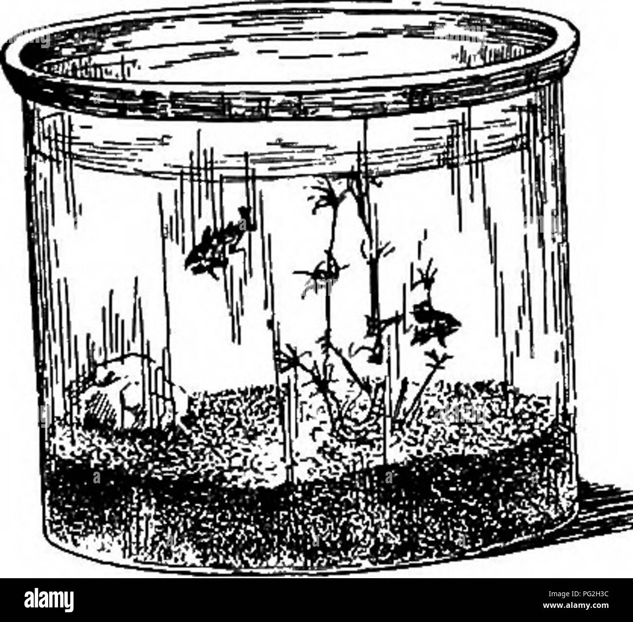 . Die pet-Buch. Haustiere. . Bitte beachten Sie, dass diese Bilder sind von der gescannten Seite Bilder, die digital für die Lesbarkeit verbessert haben mögen - Färbung und Aussehen dieser Abbildungen können nicht perfekt dem Original ähneln. extrahiert. Comstock, Anna Botsford, 1854-1930; Herr, Henry B. ins; Wright, Albert Hazen, 1879-1970 ins; Comstock, Anna Botsford, 1854-1930.ins. Ithaca, N.Y.: Comstock Stockfoto