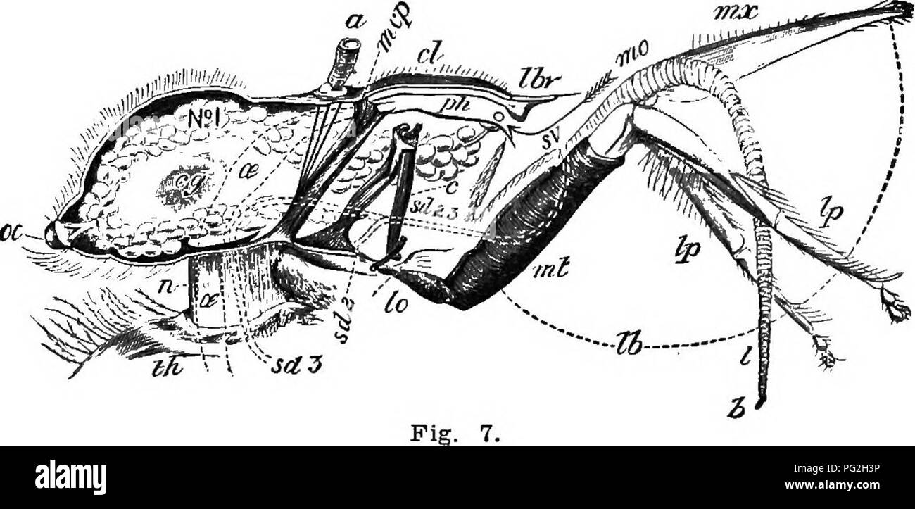 . Langstroth auf dem Hive und Honig-Biene. Bienen. Allgemeine CHABACTEEISTICS. 17 Nicht mehr Krankenschwester die Brut, sie verdorren mehr und mehr, bis sie verkleinert werden und scheinbar getrocknet. Daher Maurice Girard, und andere vor ihm, haben sehr rationell zu dem Schluß, daß diese oberen Verschraubungen der Milchstraße essen die larvffi, in den ersten Tagen ihrer Entwicklung produzieren. Herr Ches - stellen Sie die sehr günstigen Theorie, dass die Königin, die während der Zeit des Eierlegens bestätigt hat, wird durch die Arbeiter aus den Ausscheidungen dieser Drüse gefüttert.. Längsschnitt durch den Kopf OP Arbeiter. (14 Mal vergrößert. Von Clie Stockfoto