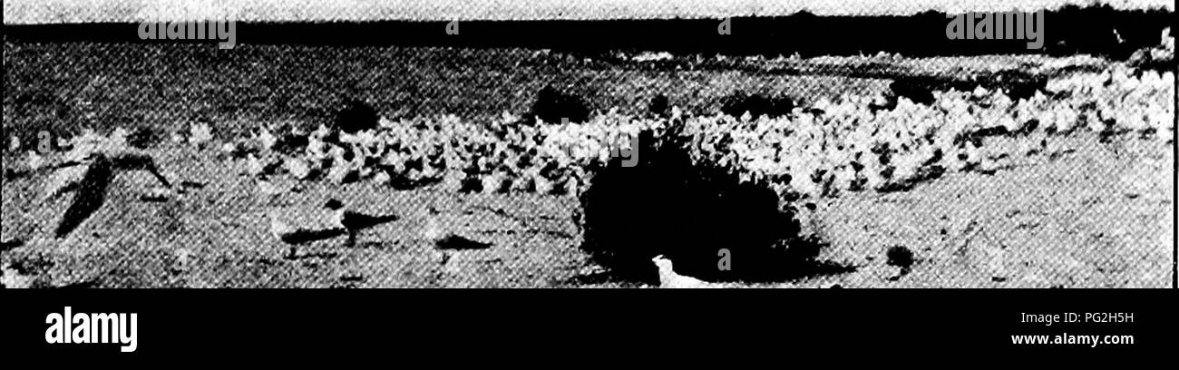 . Die pet-Buch. Haustiere. .^^ &Lt;r" w. ''T. Bitte beachten Sie, dass diese Bilder sind von der gescannten Seite Bilder, die digital für die Lesbarkeit verbessert haben mögen - Färbung und Aussehen dieser Abbildungen können nicht perfekt dem Original ähneln. extrahiert. Comstock, Anna Botsford, 1854-1930; Herr, Henry B. ins; Wright, Albert Hazen, 1879-1970 ins; Comstock, Anna Botsford, 1854-1930.ins. Ithaca, N.Y.: Comstock Stockfoto