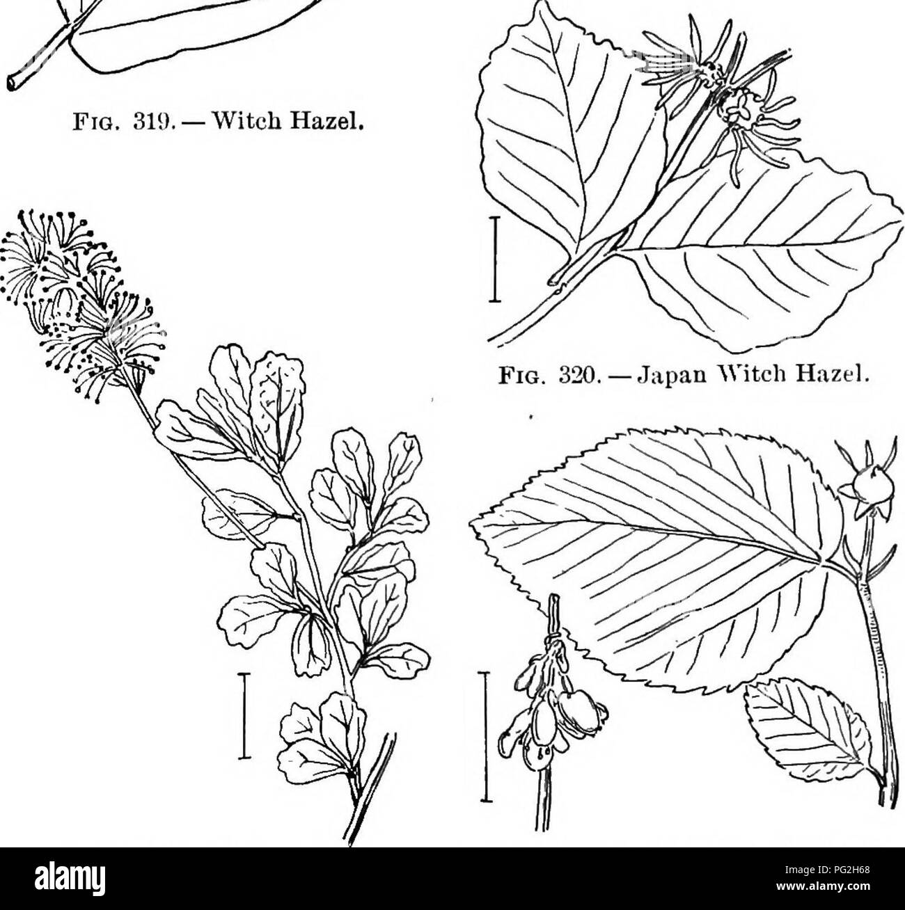 . Ziersträucher der Vereinigten Staaten (Hardy, kultiviert). Sträucher. die Hälfte der Länge der Früchte, während der Japan Art der Kelch nur an der Basis hat. [Samen (zwei Jahre); Schichten (langsam zu root).] Fothergilla. Fotheegilla (321) oder Zwerg "Erle" - fothergilla Gardfeni (F. Carolina) - ist ein Strauch, 2 bis 5 Fuß hoch, mit den Zweigen dicht bedeckt mit sternförmige Haare. Die dicken Alternative einfache Blätter werden in der Regel schräg an der Basis, mit grobem unregelmäßige Kerben an der Spitze. Die Blumen sind süß duftenden in enger Clustern. Im April, und Bild angezeigt. 319. - Hamamelis. FiQ. 321. - Fothergil Stockfoto