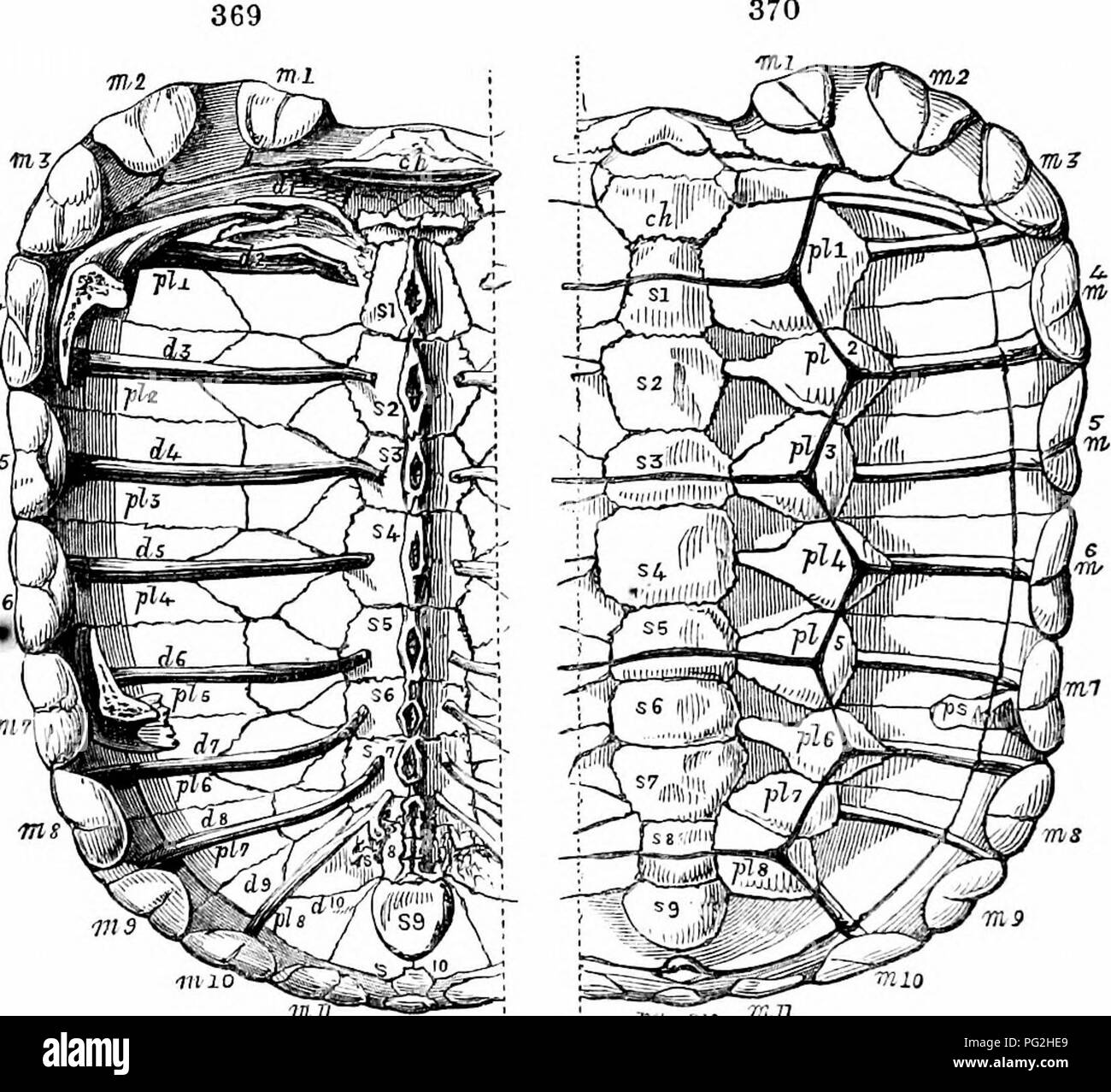 . Auf der Anatomie der Wirbeltiere. Wirbeltiere; Anatomie, Vergleichende; 1866. 558 ANATOMIE DES VEBTEBRATES. Hyo-und Hypo-Sternalen Platten auf jeder Seite wird natürlich United"-Äther; in Emyda ceylonensis dermale Knochen sind von der Epi entwickelt, Hypo- und xiphi - sternals, und aus dem entosternal- oder Brustbein, bilden sieben Stücke: Die Haut der behindern Marge der breiten gedrückt wird in Emyda gestärkt. IlilL r a rn - Tj innere Oberfläche, Tortoide Caraliacc, Junge. Die äußere Oberfläche, Panzers, yoimg Schildkröte. Um ein Paar dermale Gehörknöchelchen; viel von der Haut in den Kofferraum, wo nicht ossifie Stockfoto