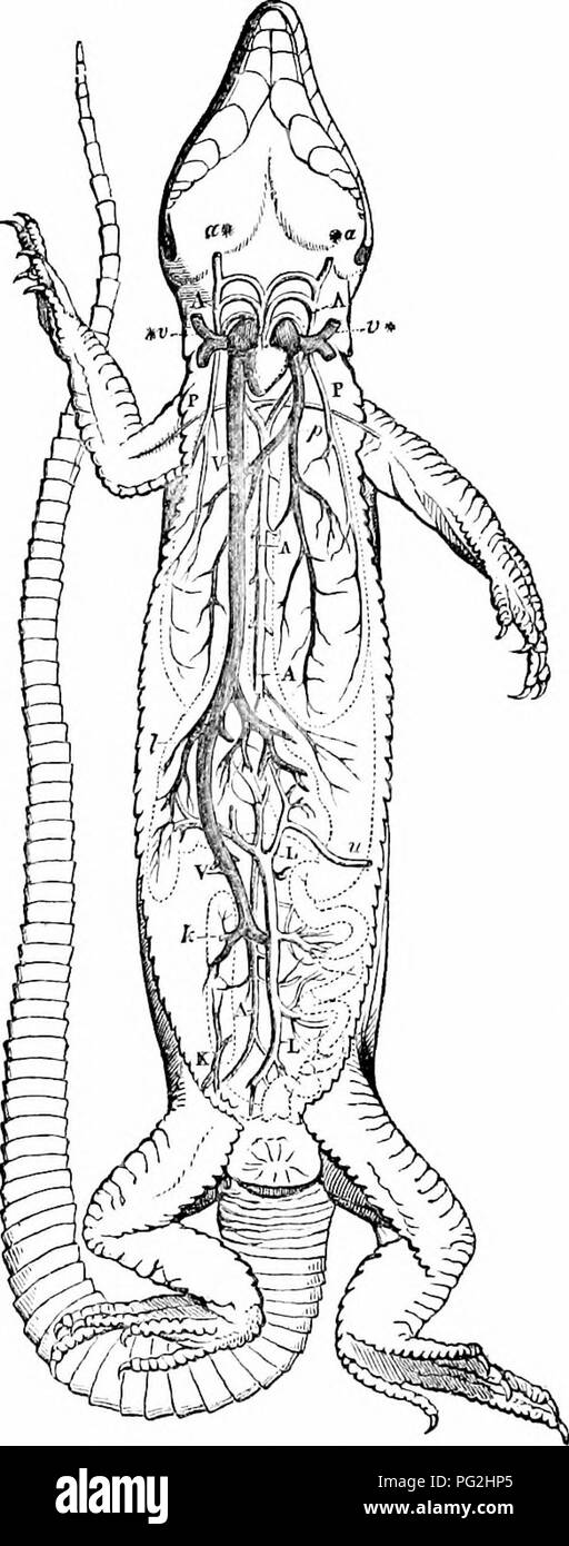 . Auf der Anatomie der Wirbeltiere. Wirbeltiere; Anatomie, Vergleichende; 1866. 504 Anatomie der Wirbeltiere. 332 Pfortader: Dieser weitet und beschreibt eine Spirale in die Leber, und hat einen herzklappenfehler Struktur gewährleistet den Blutfluss in den länglichen Drüse, die während der Verdichtung in die Verrenkungen, die der Schlange ausgeübt. Die hepatische Venen geben Sie die j^ ostcaval, und dieses große trunk endet in die hinterbeine Ende der langen Congelador Sinus. Das Blut aus dem Kopf und Vorderteil - Teil des Körpers wird wieder in den Vordergrund stellte - Teil des Sinus durch eine Vena jugularis und eine untere azygos Vene, jedes Stockfoto